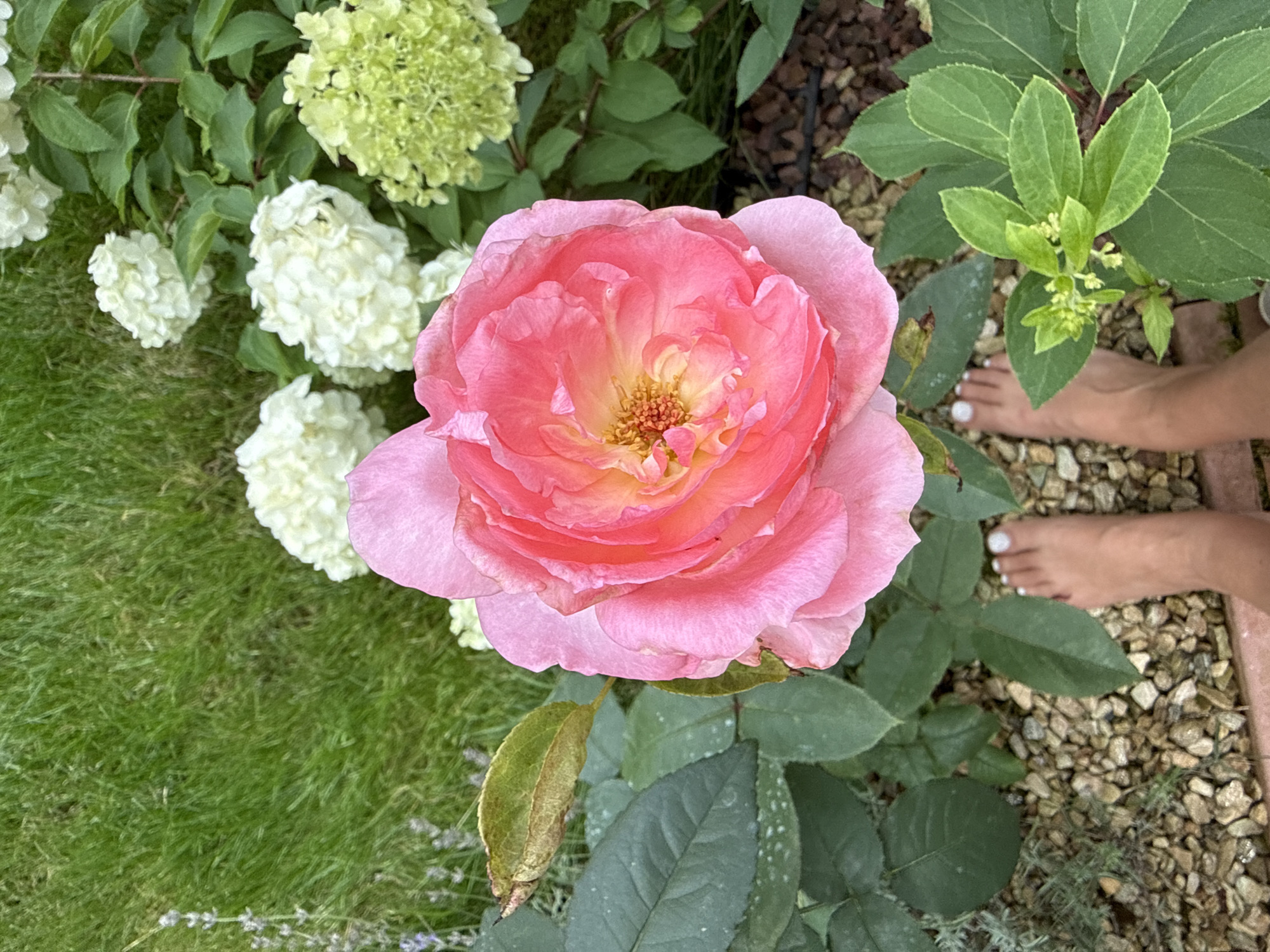 An overhead shot captures a large, vibrant pink rose with yellow and orange tones in its center, dominating the foreground of a lush garden. The rose is surrounded by its dark green leaves. In the background, white and light green hydrangeas are in bloom, interspersed with manicured green grass. Small lavender sprigs are visible to the left. The ground beneath the plants is covered with small, light-colored pebbles and some darker, larger mulch. In the lower part of the image, a person's bare feet, with white-painted toenails, are positioned on the pebbled ground, appearing to stand near the rose and hydrangea bushes. The scene depicts a tranquil garden setting in Zimyonki, Russia, characterized by blooming flowers and a naturalistic landscape.