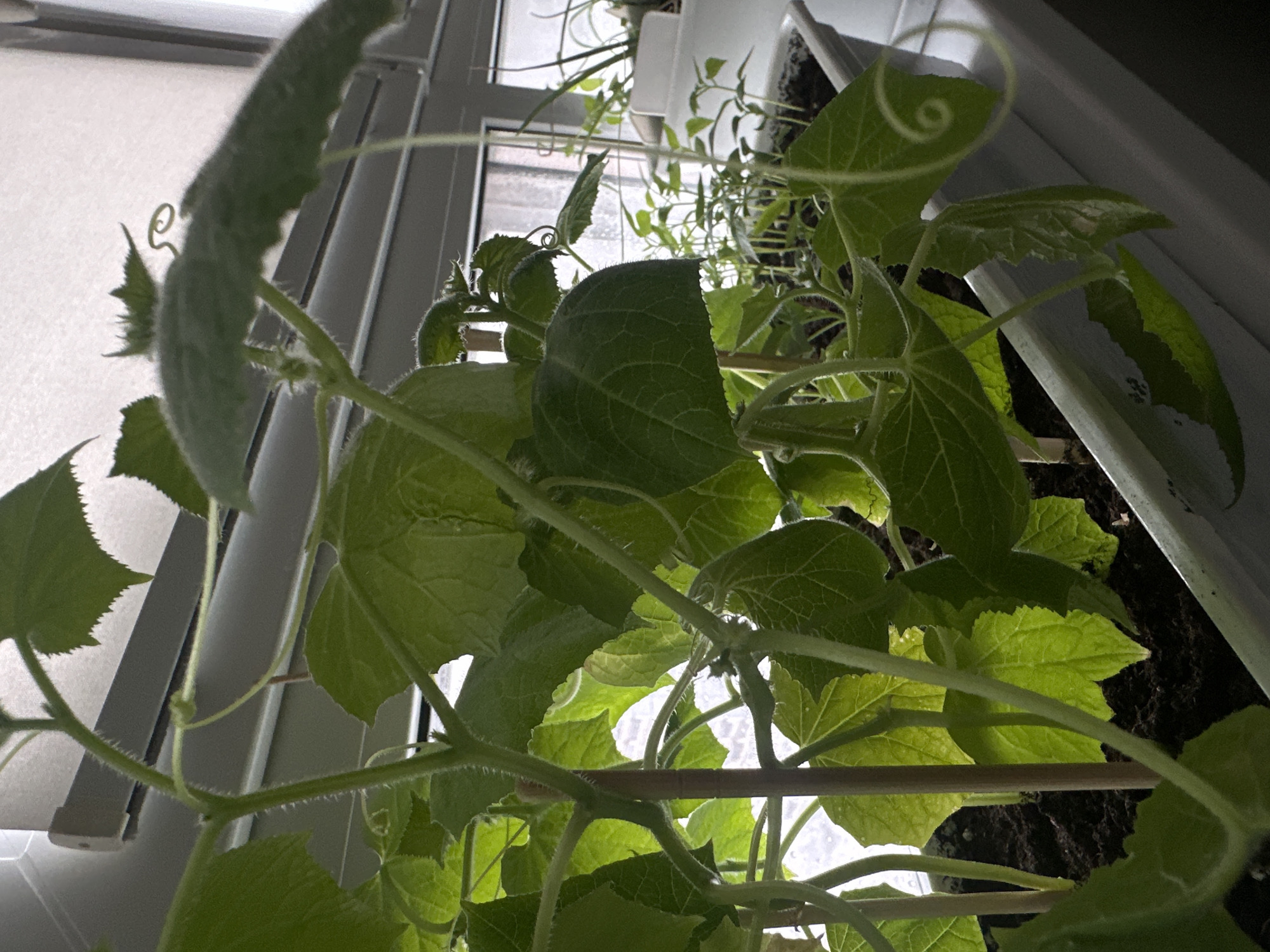 A close-up, low-angle shot of a thriving plant, possibly a cucumber or similar vine, growing indoors on a window sill. The plant is vibrant green with large leaves, tendrils, and a fuzzy stem. Behind the plant, there is a window with closed blinds. Outside the window, there is a view of the cityscape, likely in Khimki, Russia. There are other plants in pots on the window sill as well. A wooden stick is present to support the main plant.