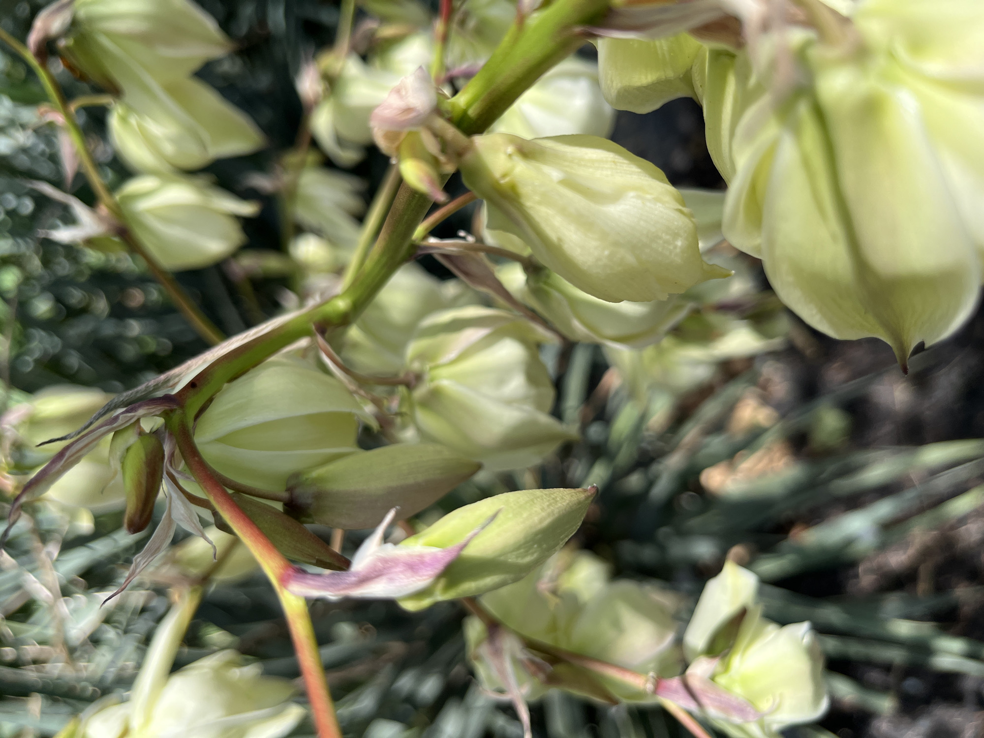 This is a close-up, macro photograph of a flowering yucca plant, taken outdoors in an urban environment. The image focuses on a cluster of pale green, bell-shaped flower buds and partially opened flowers. The flowers are arranged along a thick, green stem that is tinged with red and purple. The background is a blur of dark green foliage and soil, suggesting the plant is growing in a garden bed or planter. The lighting appears to be natural daylight, with some harsh highlights on the petals. The photograph has a shallow depth of field, with the foreground flowers in sharp focus and the background elements softly blurred. The overall impression is one of natural beauty and botanical detail.