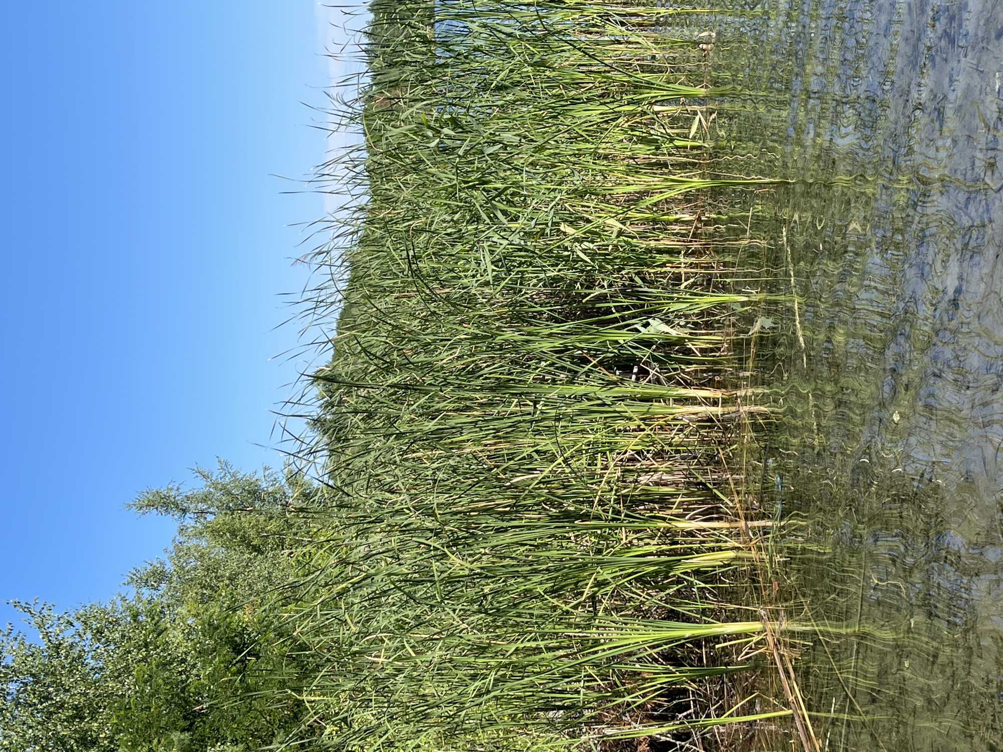 This is a vertical, eye-level shot of a dense growth of cattails on the edge of a body of water. The cattails are tall and green, with some dry brown stalks visible behind them. The water is clear, with reflections of the cattails and trees. In the background, there are more trees and a bright blue sky. The scene is likely a natural environment, possibly a park or a nature reserve, within the city of Korosten, Ukraine. There are no people or animals visible in the image.