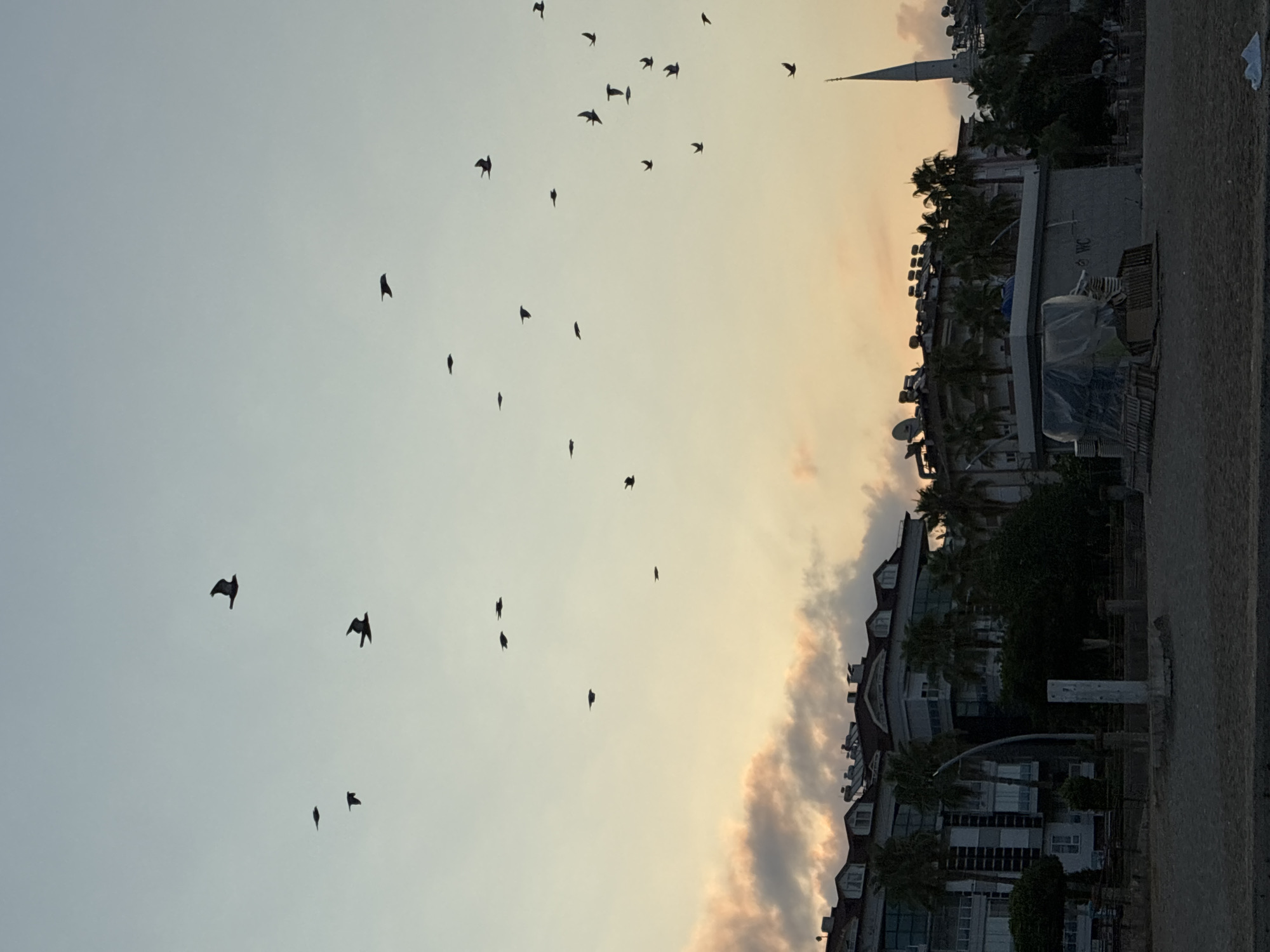 The image depicts a flock of birds in silhouette against a dusky sky. The birds are scattered across the frame, with some clustered together and others flying individually. In the background, a city skyline is visible, featuring buildings with flat roofs and several palm trees. A minaret-like structure can be seen on the right side of the image, suggesting a location in Turkey. The lighting indicates it is either sunrise or sunset, with soft colors illuminating the clouds. The foreground shows a sandy area, possibly a beach, with a few objects and structures, including what appears to be a small building with a "WC" sign. The scene is quiet and serene, with the birds adding a dynamic element to the otherwise still environment.