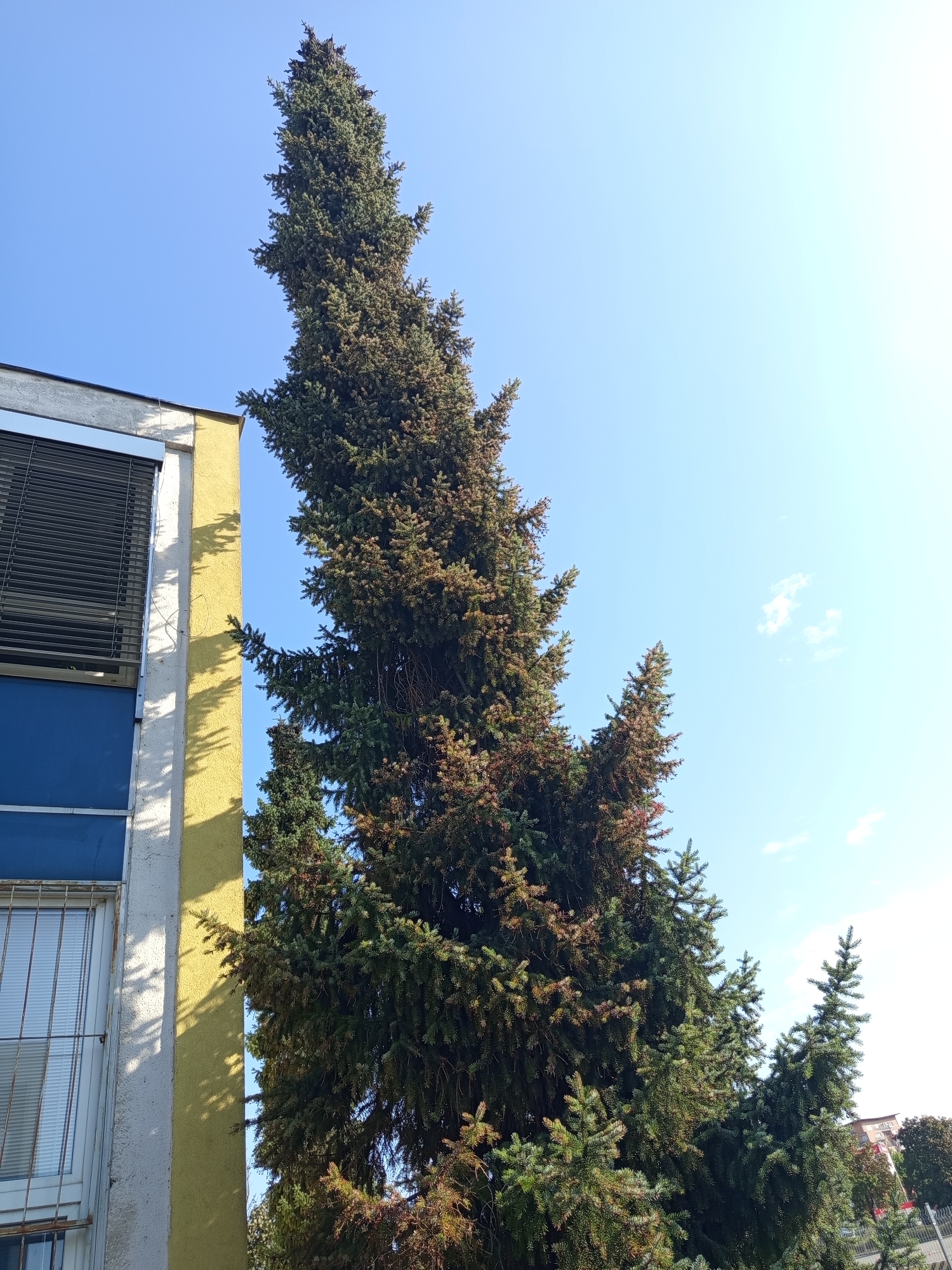 This is a low-angle, medium shot of a tall evergreen tree adjacent to a building in Brno, Czechia. The building on the left has a yellow and grey facade, with a window featuring horizontal blinds and a metal grate. The tree is densely packed with dark green needles and extends upwards into a clear blue sky. Sunlight casts shadows from the tree onto the building. In the background, several other trees and the tops of buildings are visible. The image appears to have been taken during daylight.
