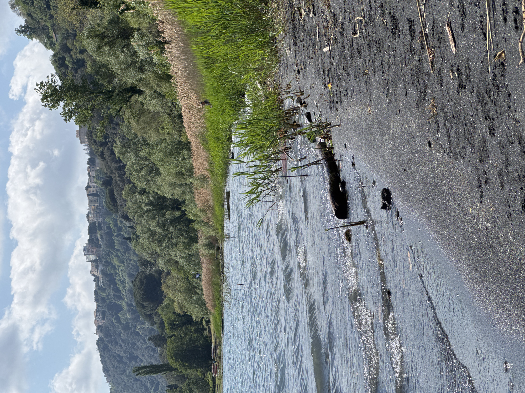 The image, viewed in landscape orientation, depicts a serene lakefront scene under a bright, sunny sky, likely at Lake Albano in Castel Gandolfo, Italy.
In the immediate foreground on the right, a dark, granular shoreline, possibly composed of volcanic sand or fine gravel, extends into the frame. It is scattered with small pieces of wood and dry plant debris. Adjacent to this, the clear, light blue water of the lake shows gentle ripples and bright reflections of sunlight dancing on its surface. Clusters of vibrant green reeds and tall grasses grow both in the shallow water and along the water's edge, partially submerged.
Moving towards the midground, a strip of lighter, dried reeds and taller, golden-brown grasses runs parallel to the shore. On this strip, further into the scene, a small, dark-colored animal, possibly a dog or a small deer, is visible walking. Beyond this, a lush, densely forested hillside rises, covered in numerous green trees that dominate the left side of the image. Towards the lower left, partially hidden by the trees near the water's edge, several small, colorful boats or kayaks are pulled up onto the bank.
In the background, positioned atop the forested hill, several buildings are visible, suggesting a town or village overlooking the lake, which aligns with the location of Castel Gandolfo. The sky above is a clear blue with scattered white, fluffy cumulus clouds. The bright illumination indicates it is daytime, likely late morning or early afternoon. The scene conveys a sense of natural beauty and peacefulness. No visible text is present in the image.