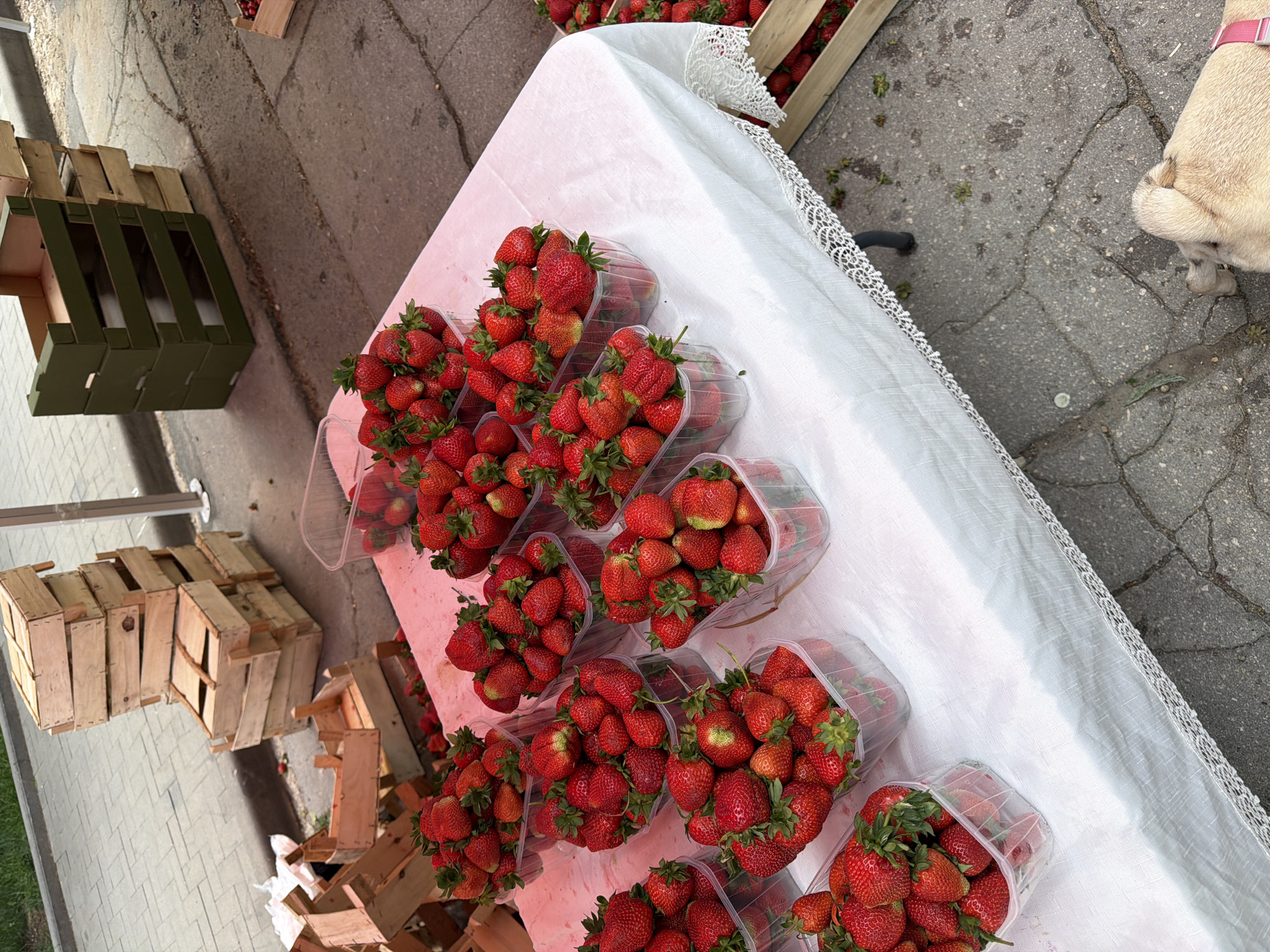 This is a medium-angle, eye-level shot of a fruit stand, likely in Chișinău, Moldova, featuring a large display of strawberries. The strawberries are presented in clear plastic containers and are arranged on a white tablecloth that covers a table. Some of the containers are overflowing with ripe, red strawberries. In the background, wooden crates are stacked on top of each other, and a few green cardboard boxes are also visible. The ground beneath the table appears to be cracked asphalt. In the lower right corner of the image, the rear of a light-colored dog is visible, lying on the ground. The overall scene suggests an outdoor market setting.