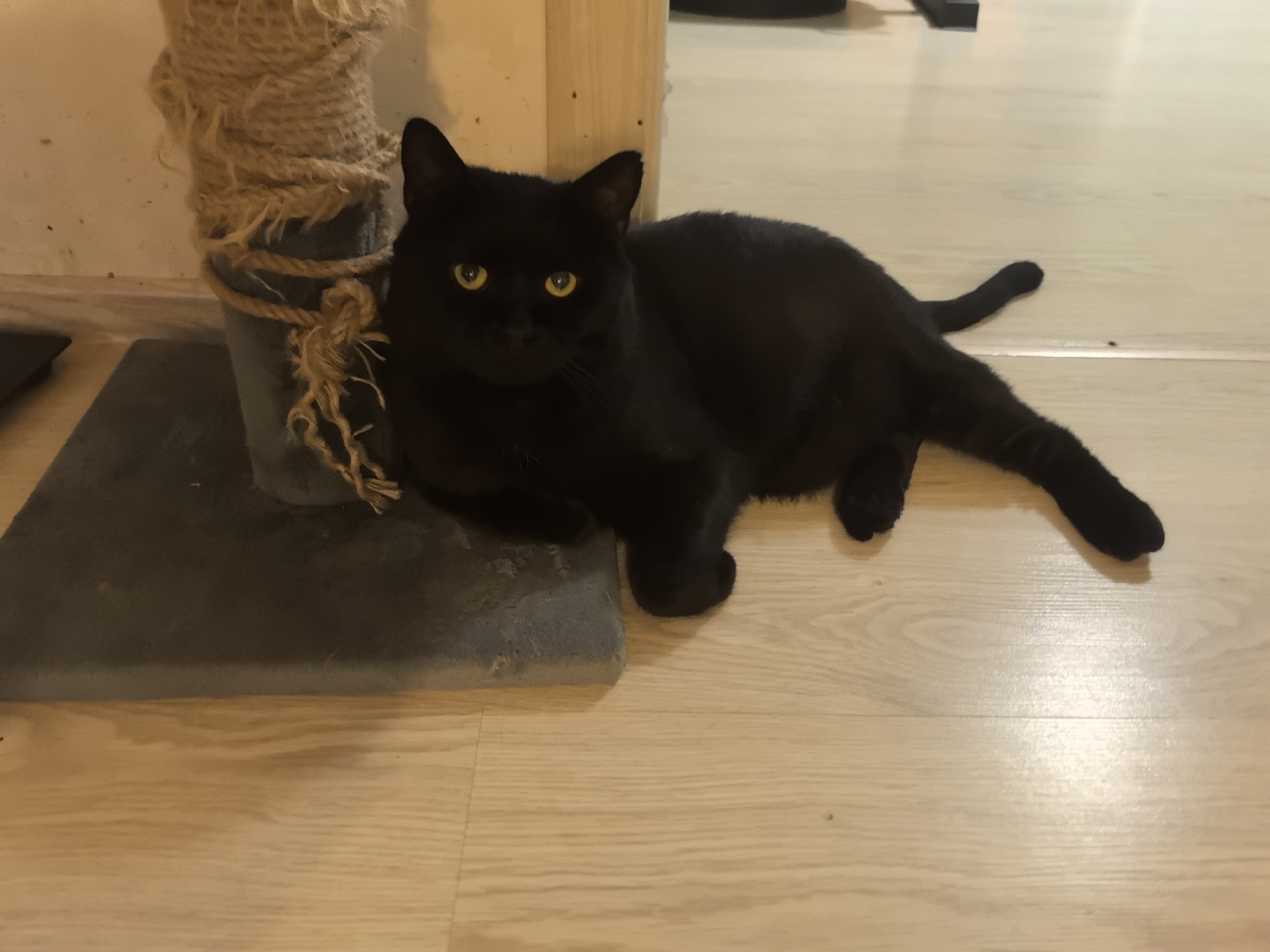 A black cat is lying on a wooden floor next to a scratching post. The cat has bright yellow eyes and is looking directly at the camera. The scratching post is covered in grey fabric and wrapped with rough rope. The floor appears to be light-colored laminate or wood. The scene is indoors, with warm lighting suggesting it might be evening or nighttime. The overall mood is calm and relaxed, with the cat appearing comfortable and attentive. There is no visible text in the image. The location context is Верхнетемерницкий, Russia.