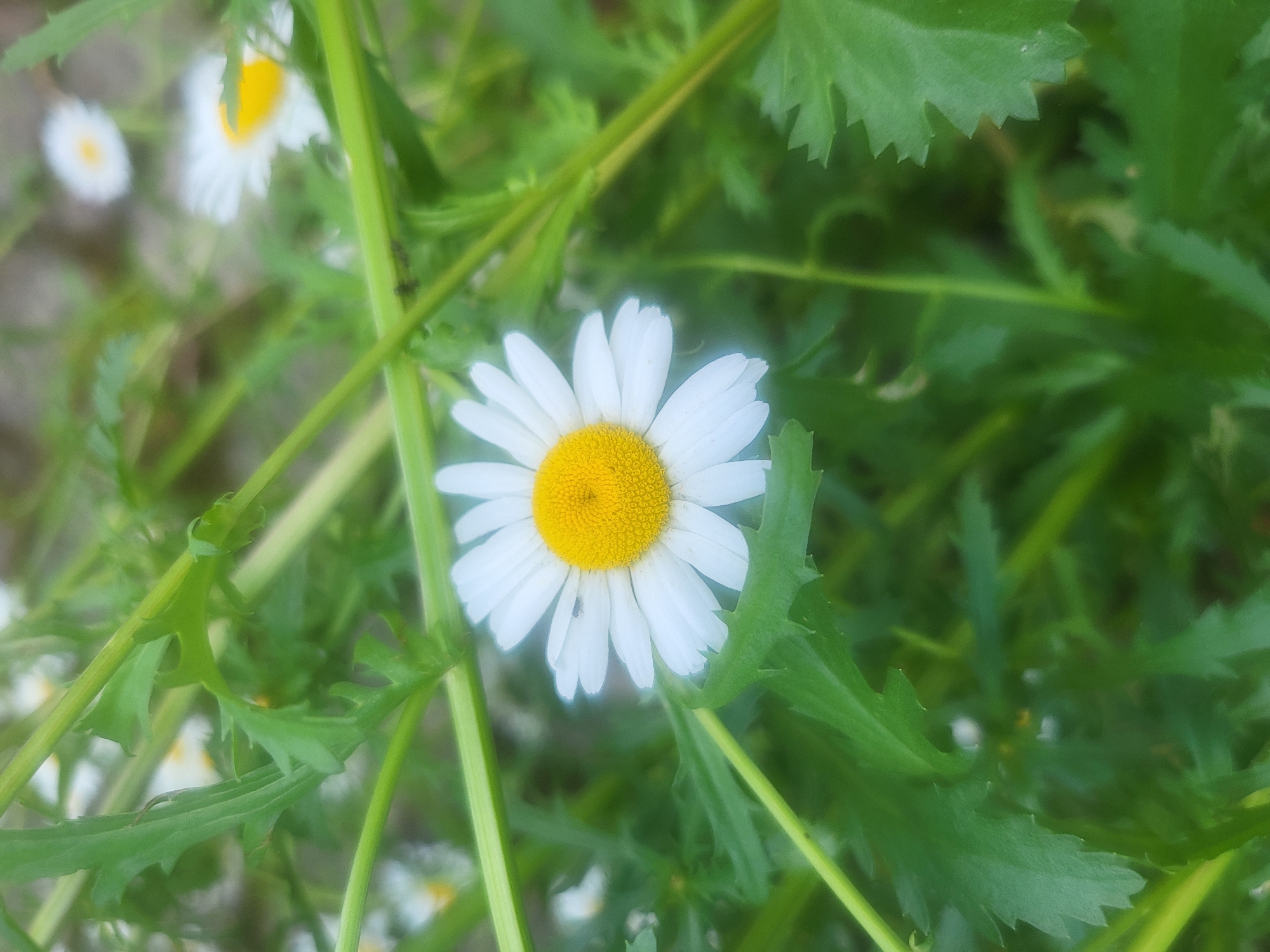 This is a close-up, eye-level, vertical shot of a single daisy in bloom, set against a backdrop of green foliage. The daisy is positioned in the center of the frame, its white petals radiating outwards from a vibrant yellow center. The flower is in focus, while the surrounding leaves and other out-of-focus daisies in the background are blurred. The image appears to be taken outdoors in a natural setting, likely a garden or meadow. The lighting suggests it is daytime, with soft light illuminating the scene. There are no people or any specific landmarks visible to identify a location within Vijoliai, Lithuania.