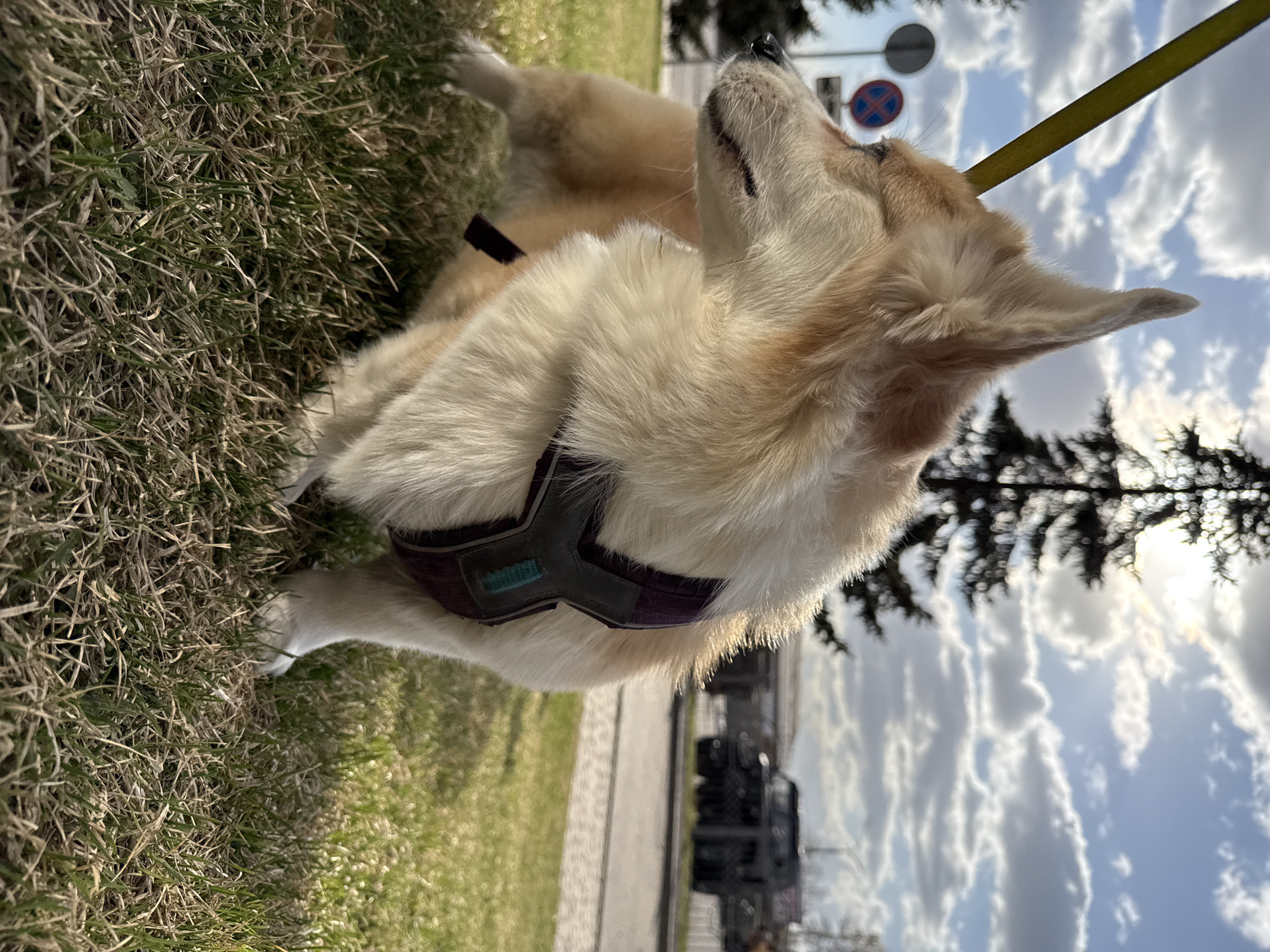 A medium shot depicts a Corgi dog lying on its side in a patch of grass. The dog wears a harness with a teal label on its chest. The dog's head is tilted upwards, looking to the right. A yellow leash is attached to the harness. In the background, a street is visible with a passing vehicle, along with trees, and a sign with a red circle and a blue 'X' inside it. The sky is visible with clouds, and the overall lighting is bright. The scene is located in Krasnoyarsk, Russia.