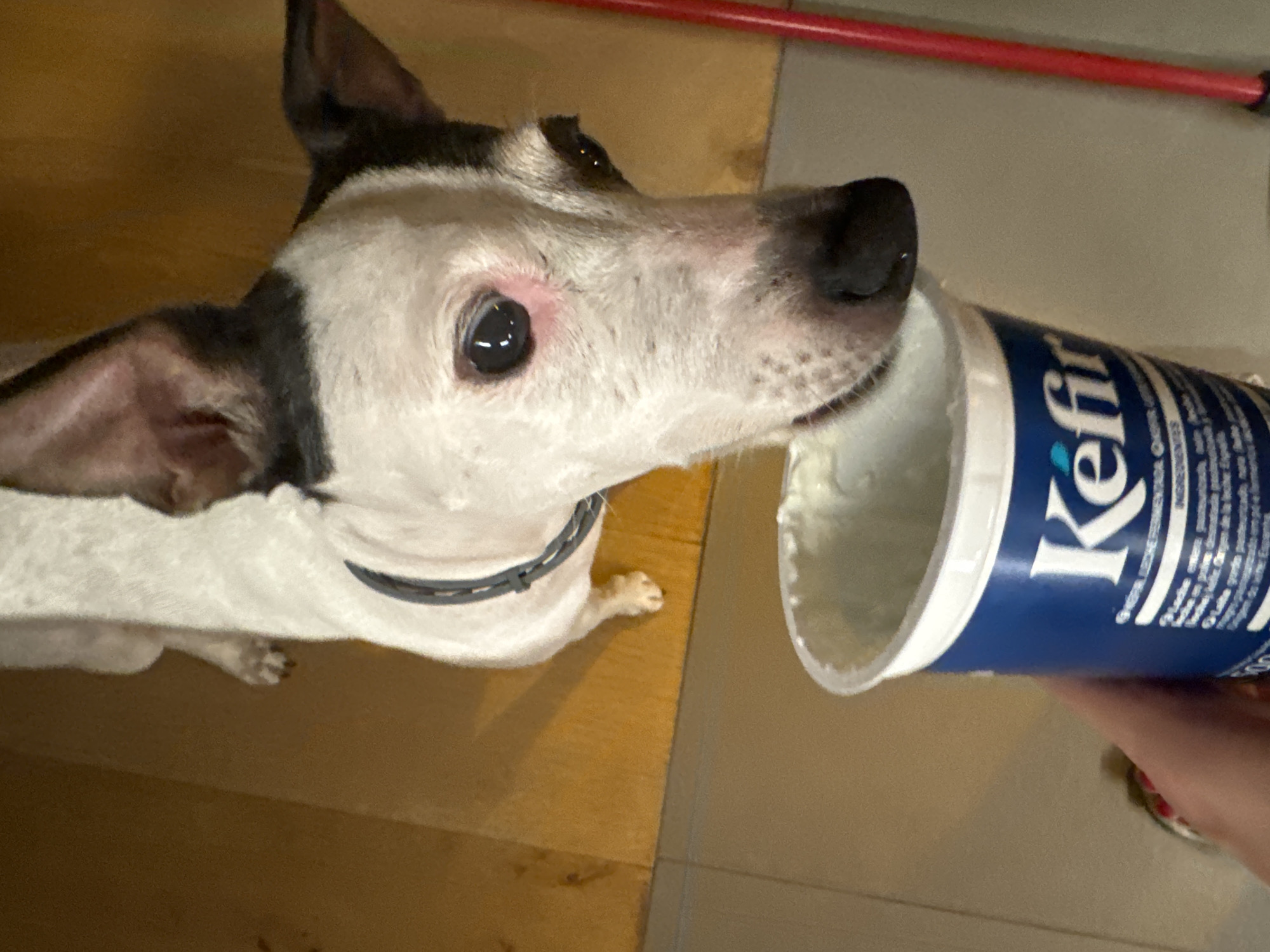 A close-up shot shows a Jack Russell terrier with black and white markings, its head lowered towards a partially visible container of kefir. The dog's snout is near the rim of the container, suggesting it's interested in the contents. The kefir container is blue with white lettering, and some text is visible. The background appears to be an indoor setting with a wooden floor and a tiled area. A red object, possibly a broom or mop handle, is visible to the right. The lighting suggests it is daytime, and the overall scene is indoors.