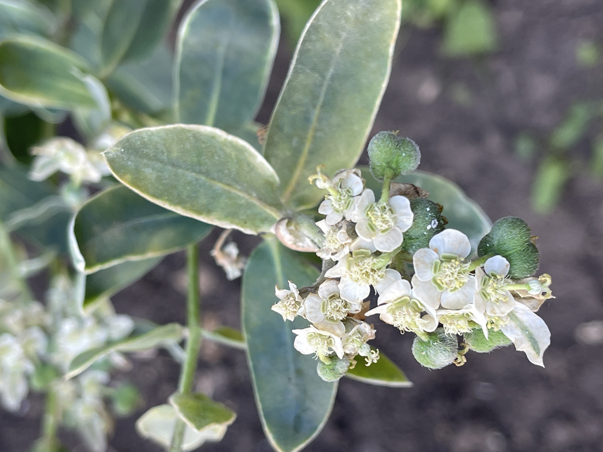 This is a close-up, slightly blurry, vertical, outdoor, eye-level photograph of a flowering plant with green leaves and small white flowers. The plant is in focus, with the background out of focus and appearing as dark soil with some lighter green vegetation. The flowers are clustered together, with delicate white petals and yellow stamen. There are also several small, fuzzy green seed pods visible. The leaves are oval-shaped and have a slightly waxy appearance. The overall lighting suggests it is daytime. The specific location within the city of "Средний, Russia" cannot be determined from the visual information alone.