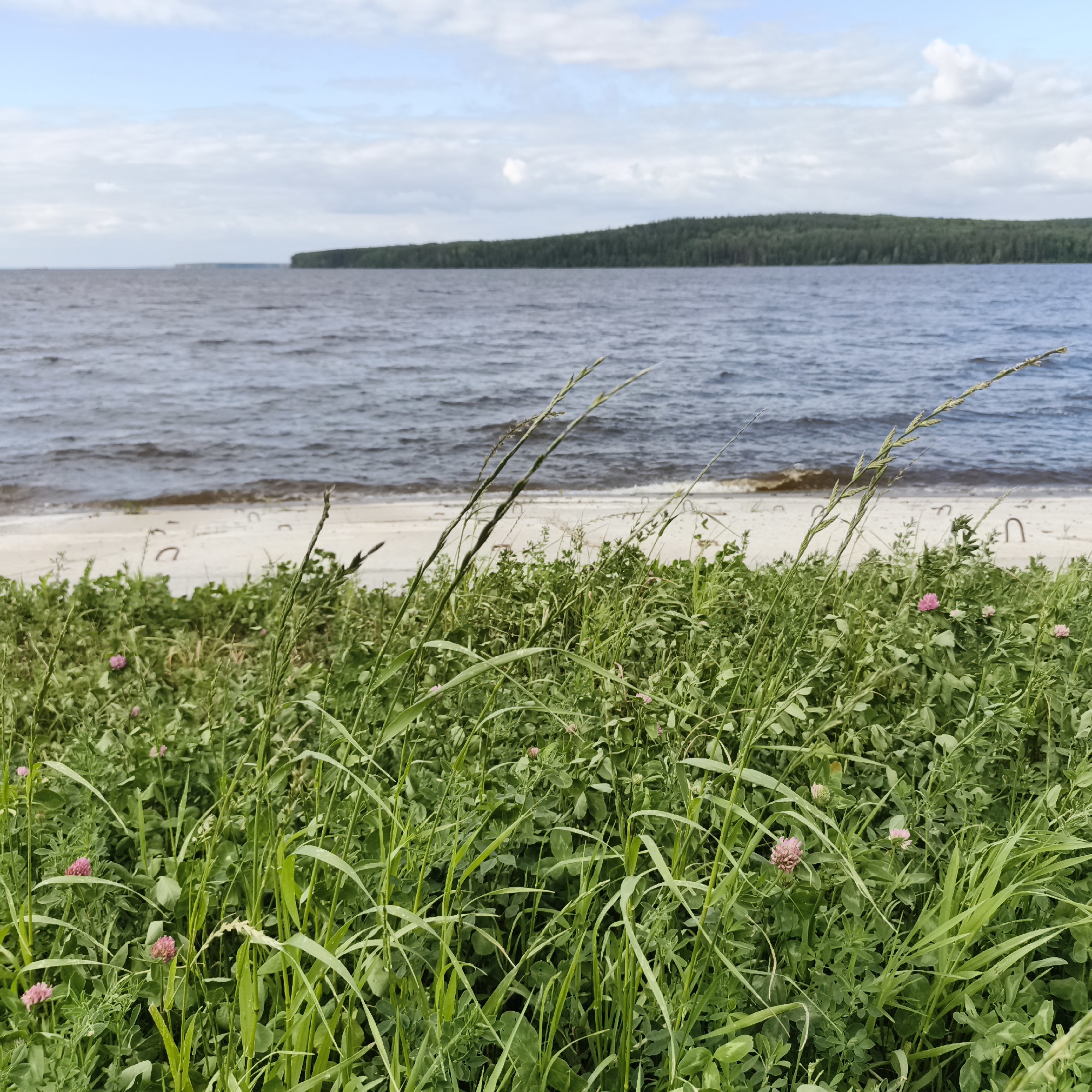 The image depicts a natural scene along the banks of the Kama River in Chaikovsky, Russia. In the foreground, lush green grass and clover with pink flowers are densely growing. The middle ground features a sandy beach bordering the river, with some objects, possibly remnants of a structure or debris, scattered on the sand. The river itself is wide and choppy, reflecting the overcast sky. In the background, a dense, dark green forest stretches along the opposite bank of the river, forming a natural horizon under a cloudy sky with patches of blue. The overall impression is a serene, natural landscape.