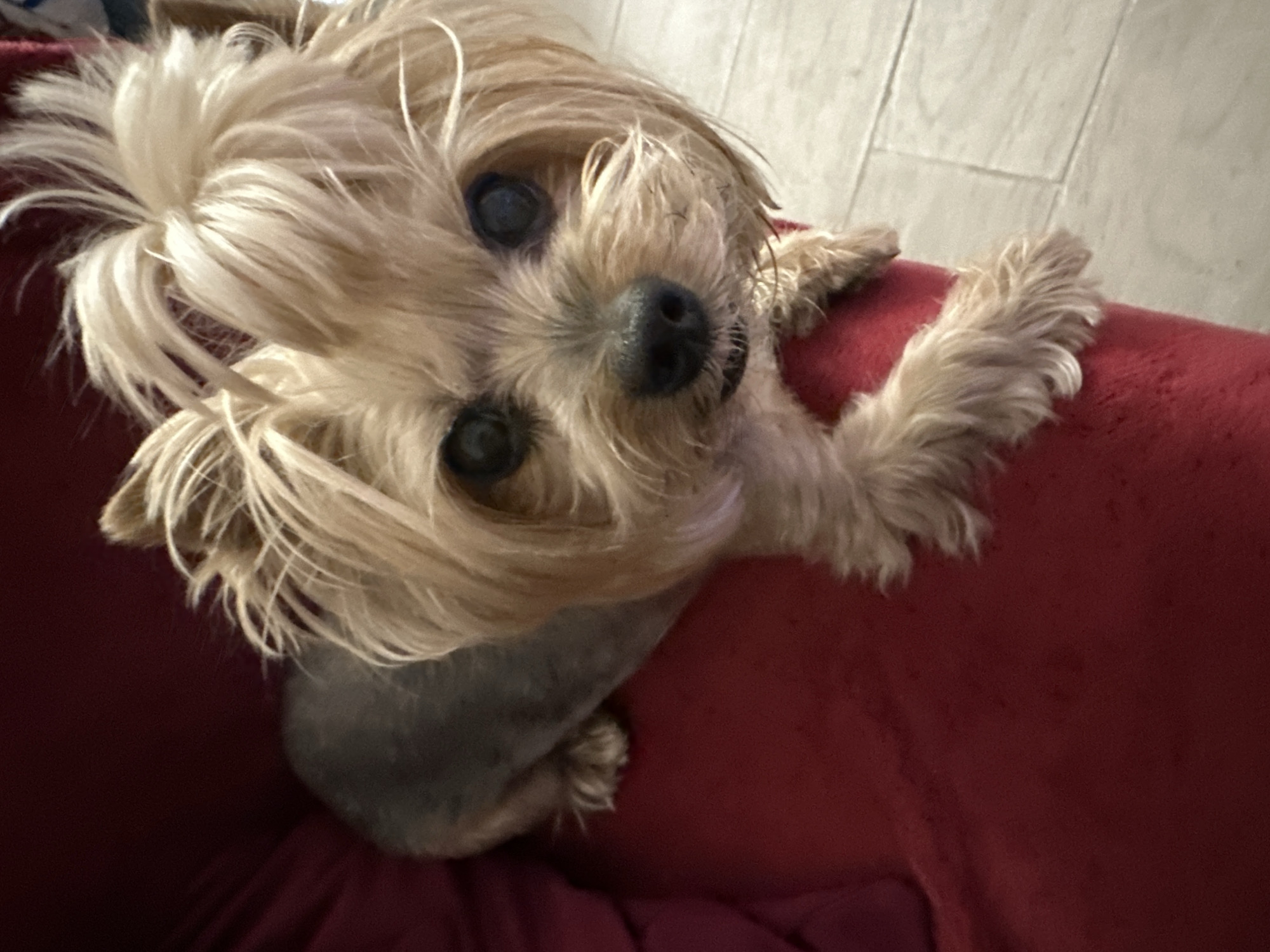 A close-up, high-angle shot captures a small, long-haired dog, likely a Yorkshire Terrier or similar breed, looking directly at the camera. The dog is resting on a rich red fabric surface, which appears to be a sofa or cushioned furniture.
The dog's head is tilted upwards, and its face is dominated by an abundance of light blonde or tan fur, which is long and shaggy, partially obscuring its ears and creating a soft, almost windswept appearance. Its dark, round eyes are prominent and attentive, and its small, black nose is clearly visible. The fur on its body, visible from the mid-section down, is significantly shorter and darker, appearing greyish-brown, suggesting it has been recently groomed or clipped. Its front paws, covered in the same lighter, shaggy fur as its head, are resting on the red surface, one draped over the edge, contributing to a relaxed posture.
In the background, a light-colored, possibly tiled or wood-paneled floor is visible, indicating an indoor setting. The lighting is soft and even, highlighting the textures of the dog's fur and the red fabric. The dog's expression conveys curiosity and engagement, giving the impression of a friendly pet interacting with the viewer. There is no visible text.