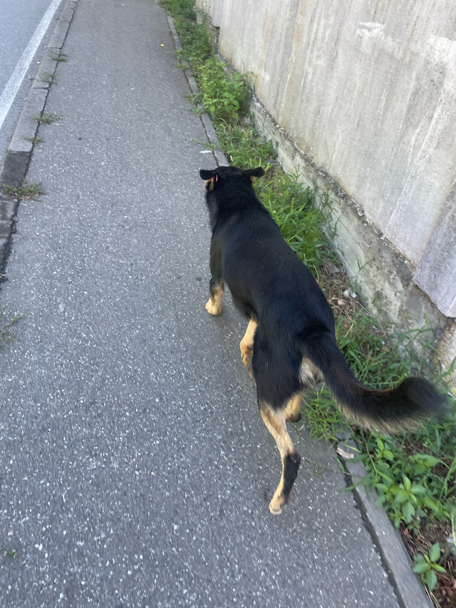 A medium-sized dog with black and tan fur is walking on an asphalt sidewalk. The dog is seen from behind, and is moving towards the right side of the frame. The dog's tail is bushy and appears to be wagging. To the right of the sidewalk is a low concrete wall, and beyond that, a grassy area. To the left of the sidewalk is a white line, indicating the edge of a road or path. The environment appears to be outdoors, possibly in a park or residential area. The lighting suggests it is daytime, with some natural light. The image was taken in Baranovka, Russia.
