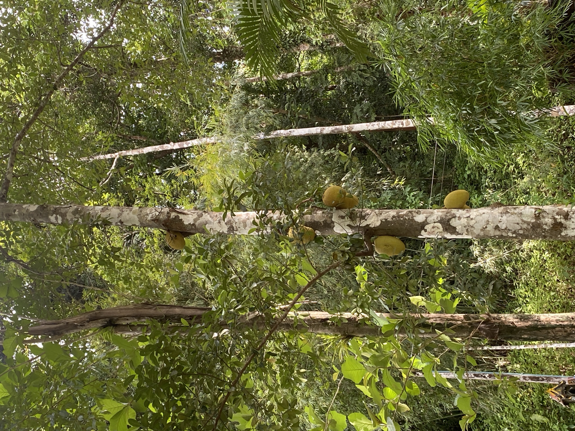 The image shows a lush, green environment with a thick canopy of trees. Wooden beams or logs are interspersed throughout the scene, seemingly resting on the branches of the trees. Several large, green fruits resembling jackfruit are visible, perched on or near these wooden beams. The location is identified as Tambon Thai Mueang, Thailand, judging by the vegetation and possibly other environmental clues. No people or animals are visible.