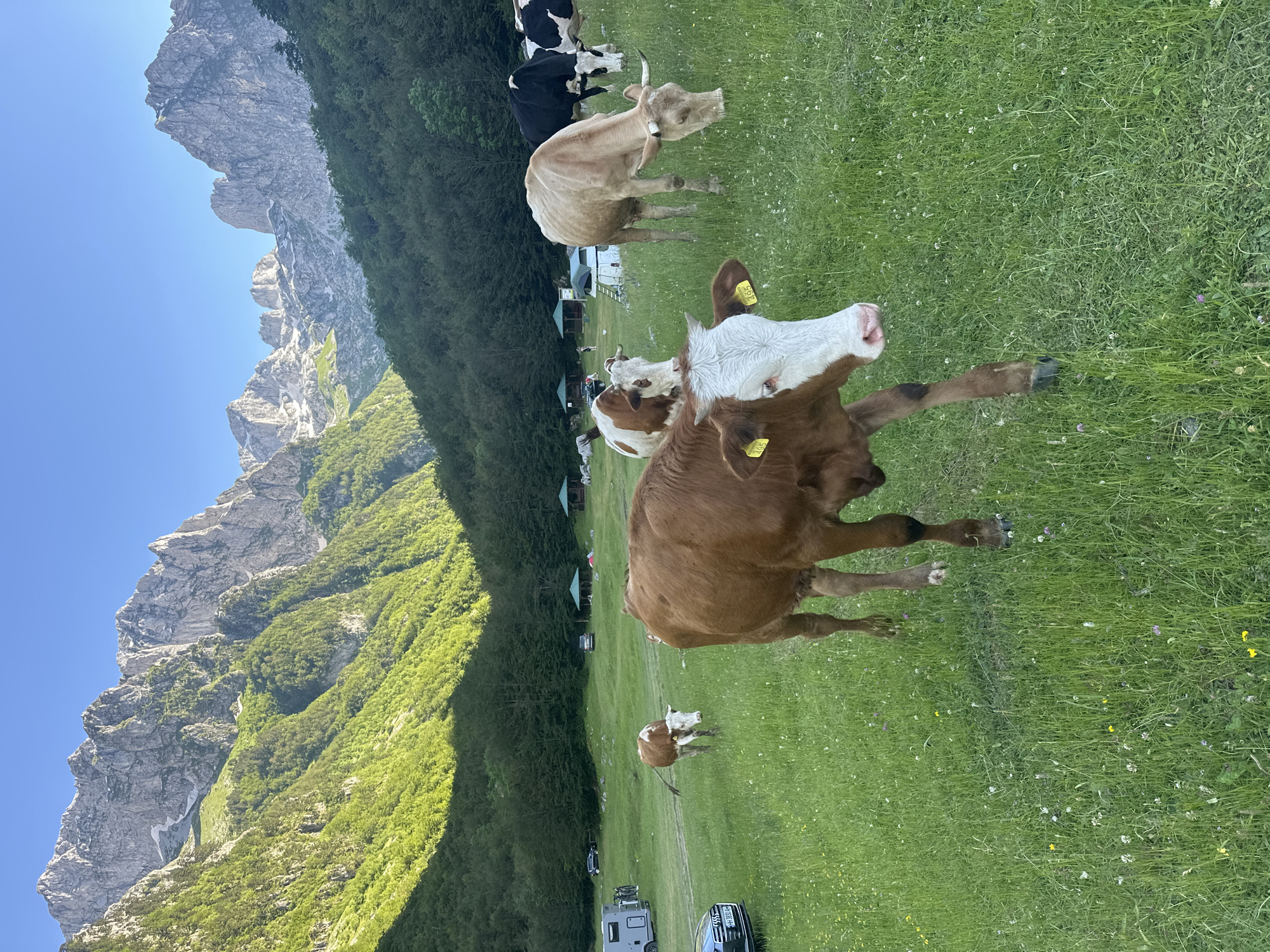 The image depicts a serene mountain landscape in Dolja, Montenegro. Several cows are grazing in a lush green meadow, their bodies varying in color from light brown to black and white. In the background, a dense forest covers the lower slopes of imposing, rocky mountains, which are partially snow-capped. The sky is a clear, bright blue. A few tents and camper vans are visible in the middle ground, suggesting a campsite or picnic area. A dark-colored car is parked on the left side of the frame, and another vehicle is visible further back. The overall scene conveys a sense of peaceful coexistence between nature and human activity.