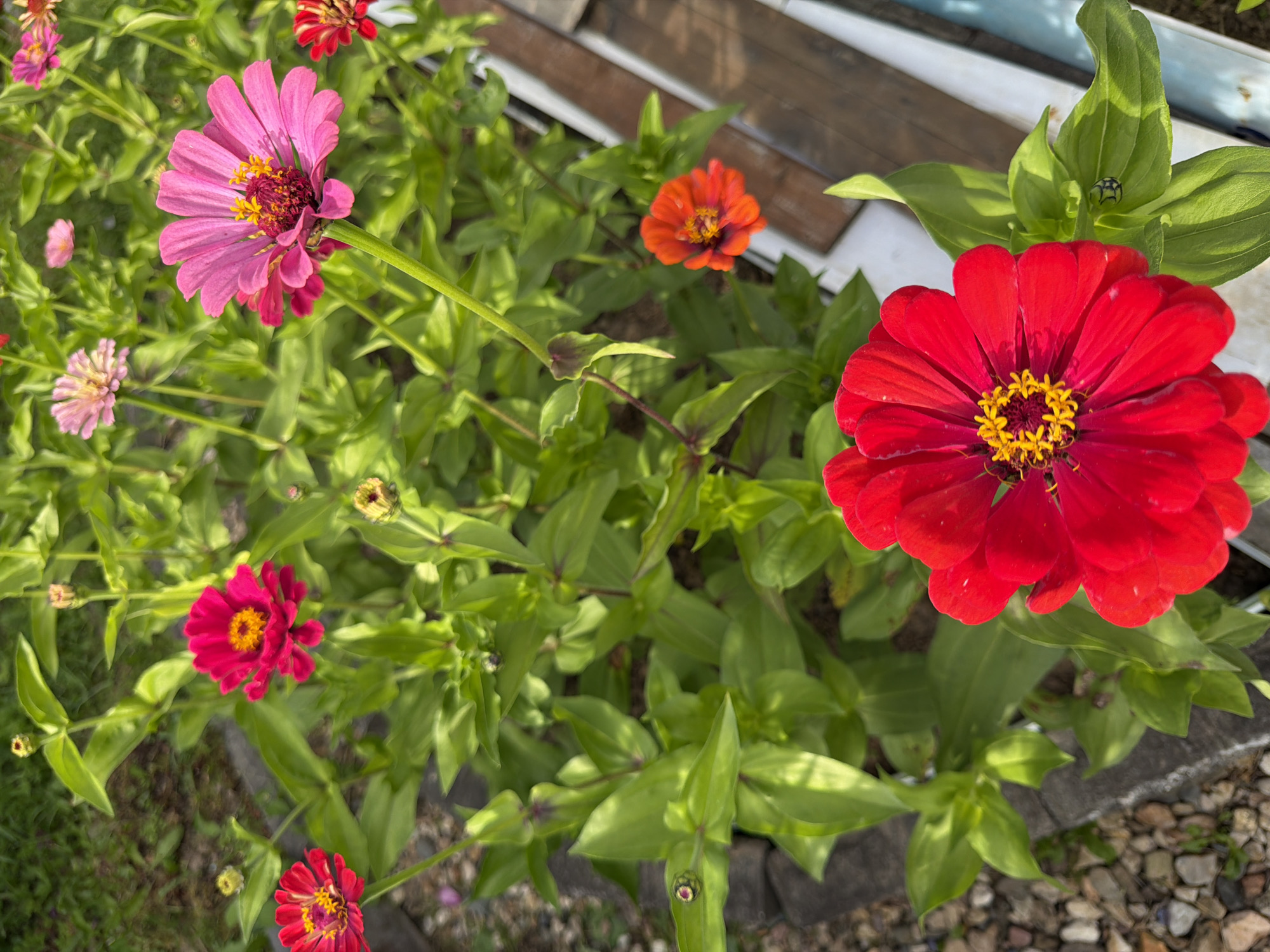 The image shows a close-up view of a garden bed with several blooming zinnias. In the foreground, a vibrant red zinnia is in full bloom, its petals a rich crimson, with a bright yellow and red center. To its left, a deep pink zinnia displays a similar structure, with darker pink edges. Further back and slightly to the right, a large, soft pink zinnia with a yellow center is prominent. Above and to the left of the pink zinnia, a smaller, lighter pink zinnia is visible, partially obscured by leaves. A bright orange zinnia with a red center is located in the mid-ground, to the right of the pink blooms. The plants are lush with green leaves, some with visible buds. The background is a blur of green foliage and what appears to be a gravel path and a wooden structure, possibly part of a garden boundary or planter box. The lighting suggests it is daytime with natural sunlight. The scene is located in the city of Nizinka SNT, Russia.