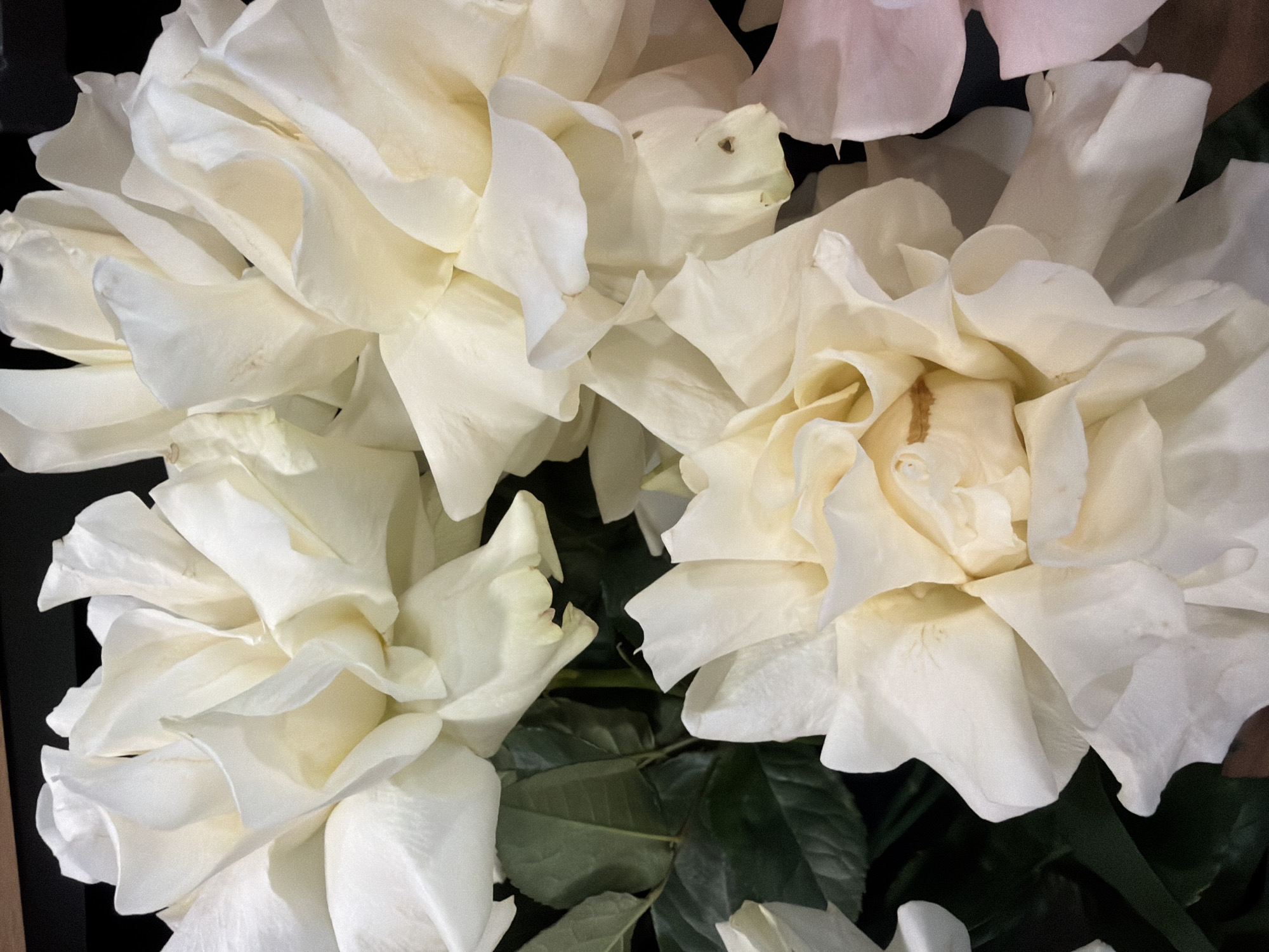 This is a close-up, eye-level, vertical shot of a bouquet of white roses against a dark background. The roses are fully bloomed and layered, with soft, ruffled petals that are creamy white with hints of yellow in the center of some blooms. The lighting creates soft shadows that highlight the texture and depth of the petals. A few dark green leaves are visible among the flowers, adding a contrasting element. The overall impression is one of delicate beauty and natural elegance.