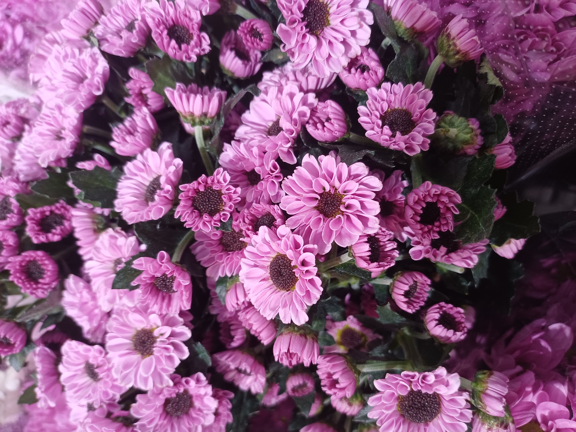A close-up, overhead view of a bouquet of pink chrysanthemums. The flowers are densely packed, with some fully bloomed and others still in bud. The petals are delicate and layered, and the centers of the bloomed flowers are a dark, rich brown. The background is dark and blurred, with hints of green leaves. The bouquet appears to be wrapped in clear plastic with a subtle polka dot pattern at the bottom. No people or specific city landmarks are visible.