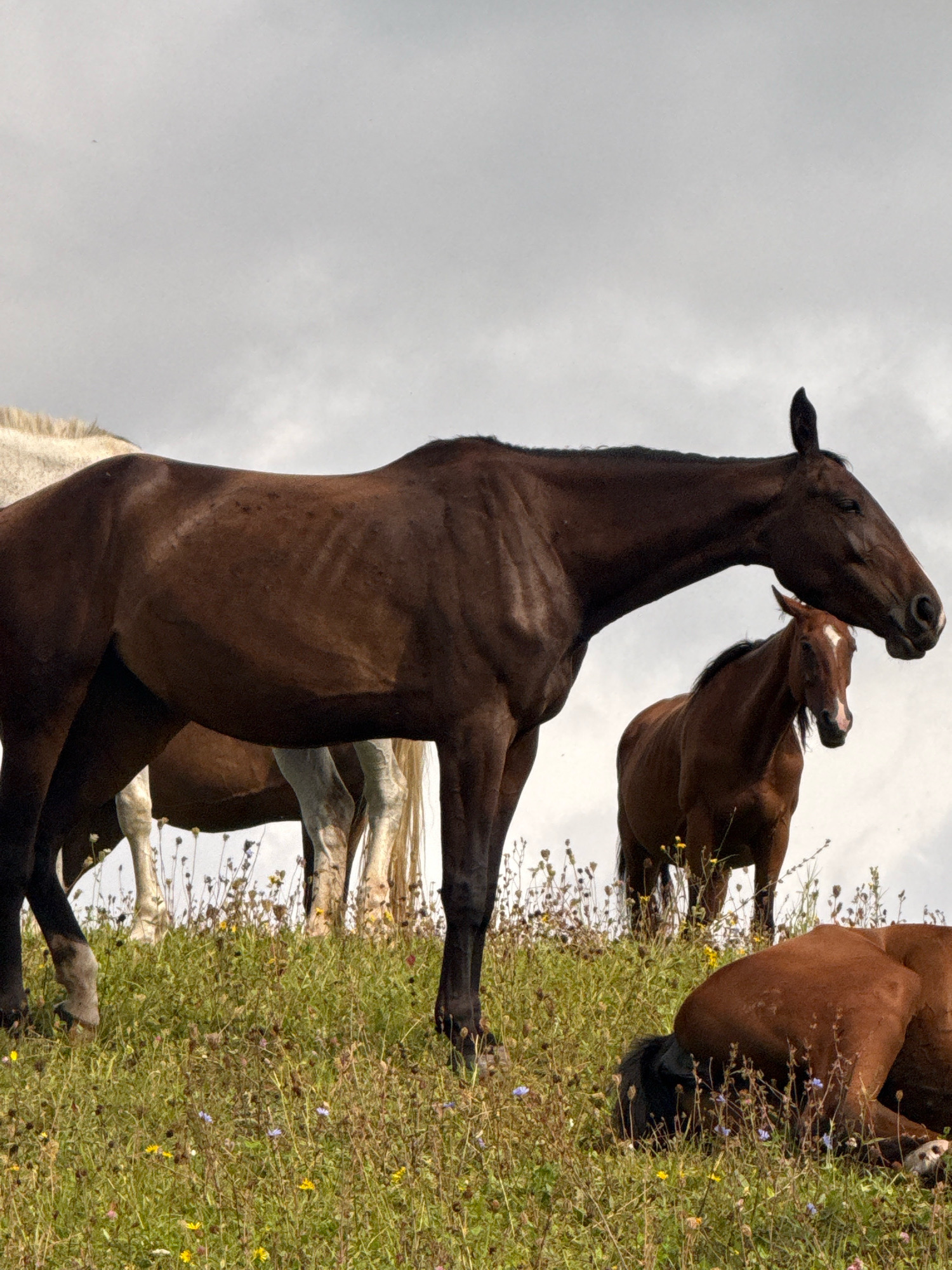 The image depicts a herd of horses in a grassy field with scattered wildflowers under a cloudy sky. One dark brown horse stands prominently in the foreground, with its body angled to the left and its head lowered slightly. To its right and slightly behind, a smaller brown horse stands facing forward, its head also lowered. In the far left of the image, the hindquarters of a white or light-colored horse are visible, partially obscured by the dark brown horse. In the lower right corner, another brown horse is lying down, resting its head on the ground. The terrain is a gentle slope covered in lush green grass and a variety of small wildflowers in yellow, blue, and white. The overall atmosphere is peaceful and natural. The location is identified as Galinė, Lithuania.