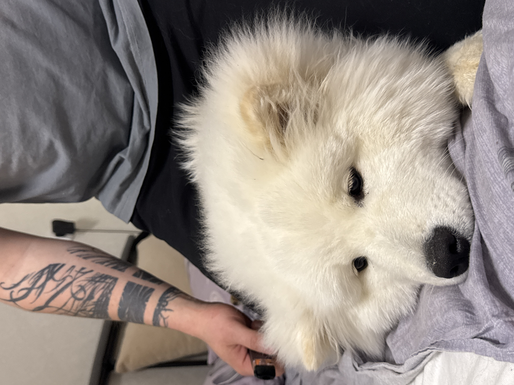 A white Samoyed dog rests on a person’s chest. The person wears a black shirt layered under a grey shirt and has a tattooed left arm. A grey blanket is visible beneath the dog's head. The location is unknown and cannot be determined as Chaikovsky, Russia.