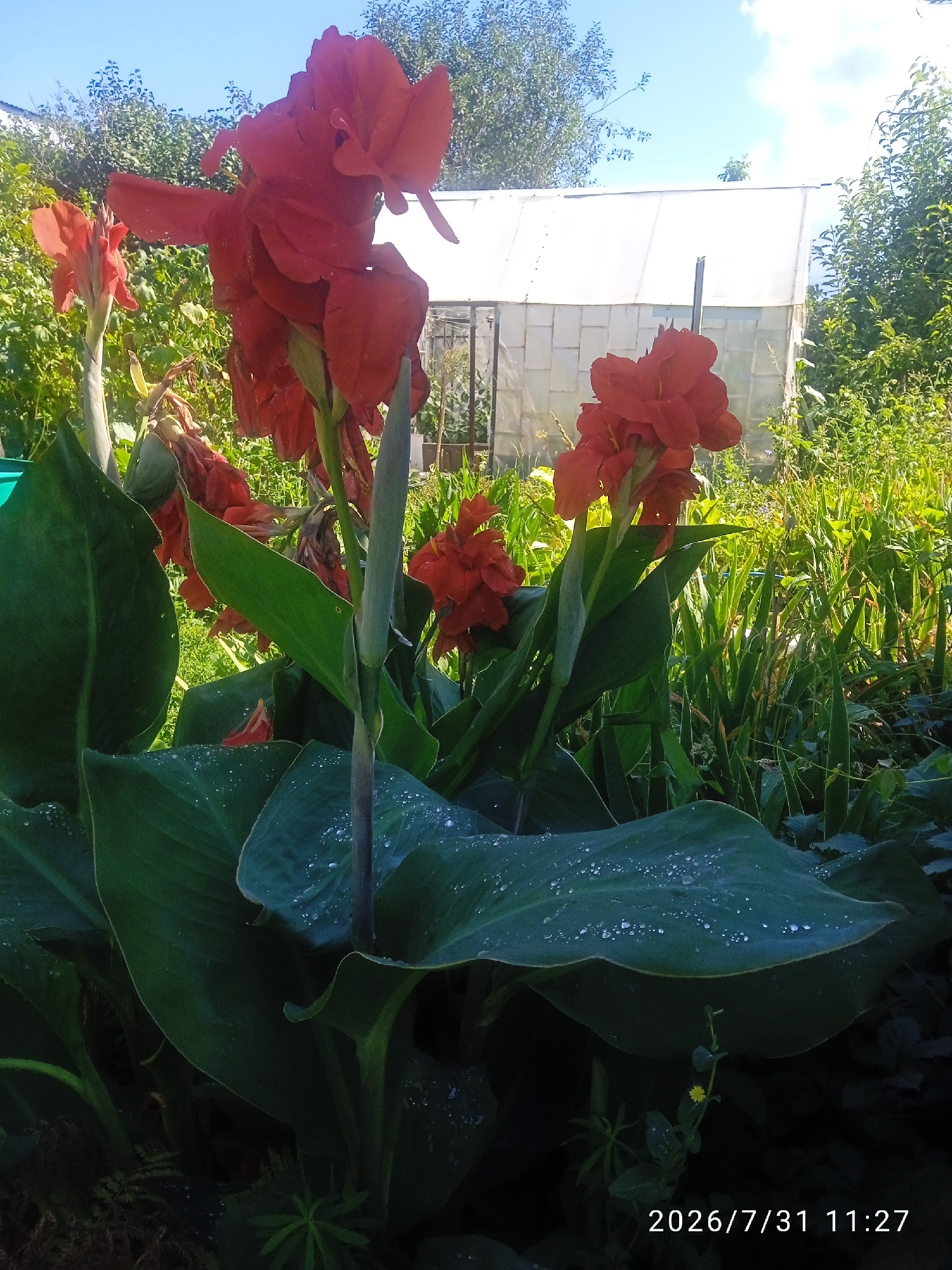 The image depicts a garden scene in Blagoveshchensk, Russia, under a clear blue sky with scattered clouds. In the foreground, large, dark green Canna lily leaves, some glistening with water droplets, dominate the lower portion of the frame. Several tall stalks of Canna lilies with vibrant red blooms rise from behind the leaves, with one prominent bloom cluster in the center. In the background, a white greenhouse with a segmented roof and walls is visible, surrounded by dense green foliage and trees. A date and time stamp, "2026/7/31 11:27", is present in the lower right corner. There are no people or animals visible in the image.