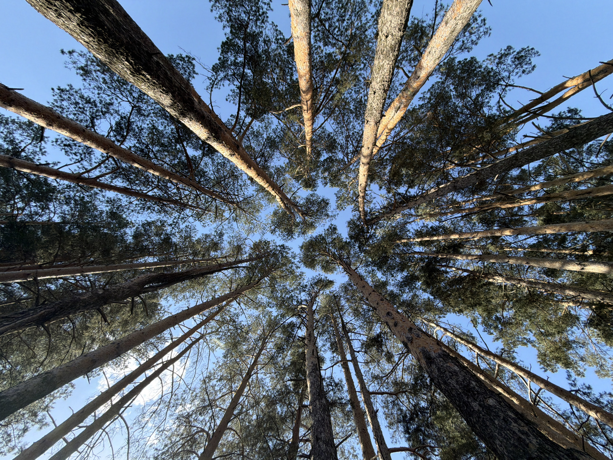 The image is a worm's-eye view of a forest in Chaikovsky, Russia. The scene is set in a forest with tall pine trees, their trunks stretching high towards a clear blue sky. The camera is positioned directly beneath the trees, looking up. The sunlight filters through the branches, casting shadows on the tree trunks and creating a dynamic play of light and shadow. The branches create a dense canopy, partially obscuring the sky. The overall impression is one of height, stillness, and natural beauty.