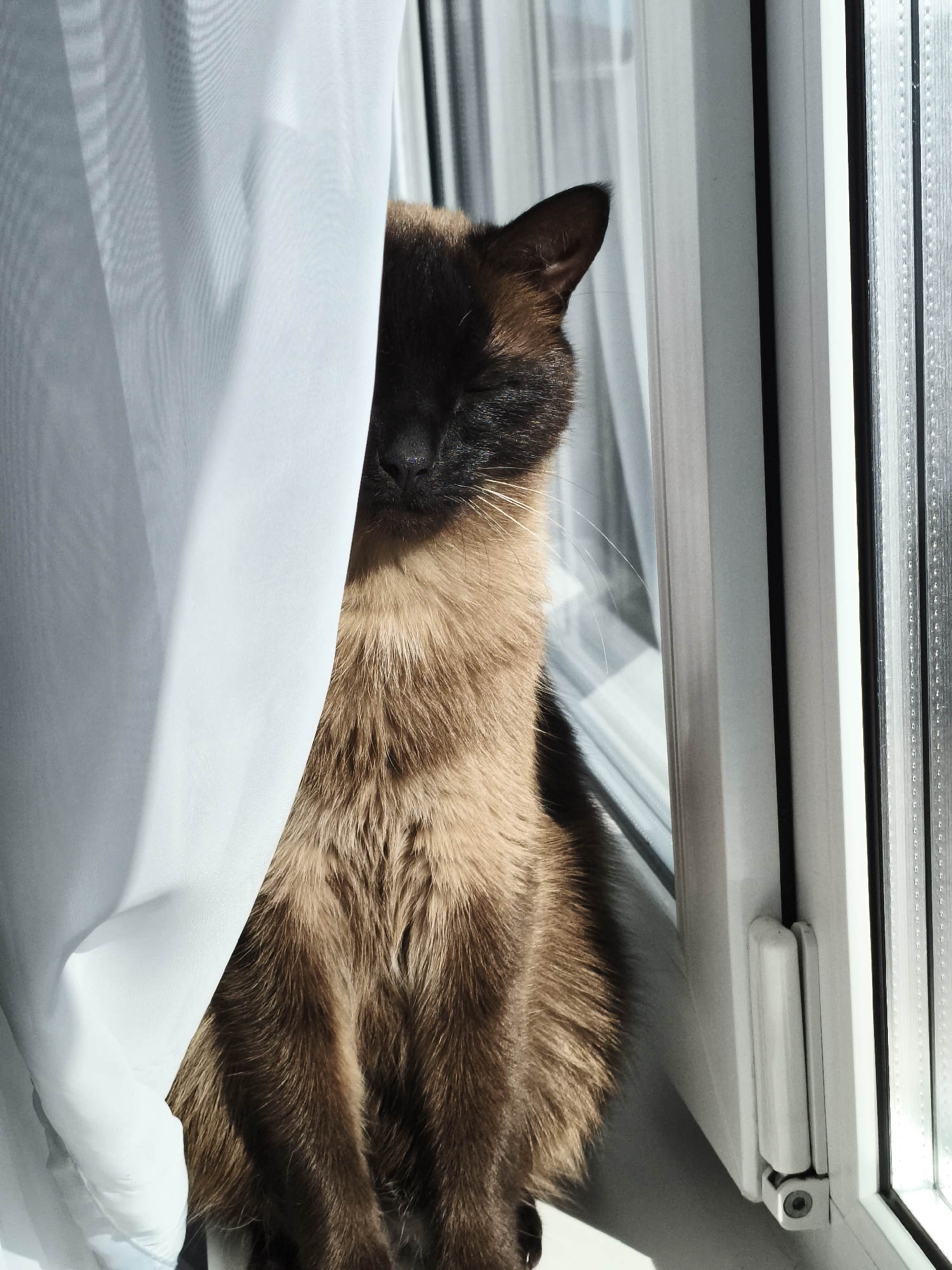 A Siamese cat sits on a windowsill, partially obscured by a white curtain. The cat has dark brown fur on its face, ears, and body, transitioning to a lighter brown on its chest. It appears to be resting with its eyes closed. The window is white and features multiple panes. The location is not discernable from the image.