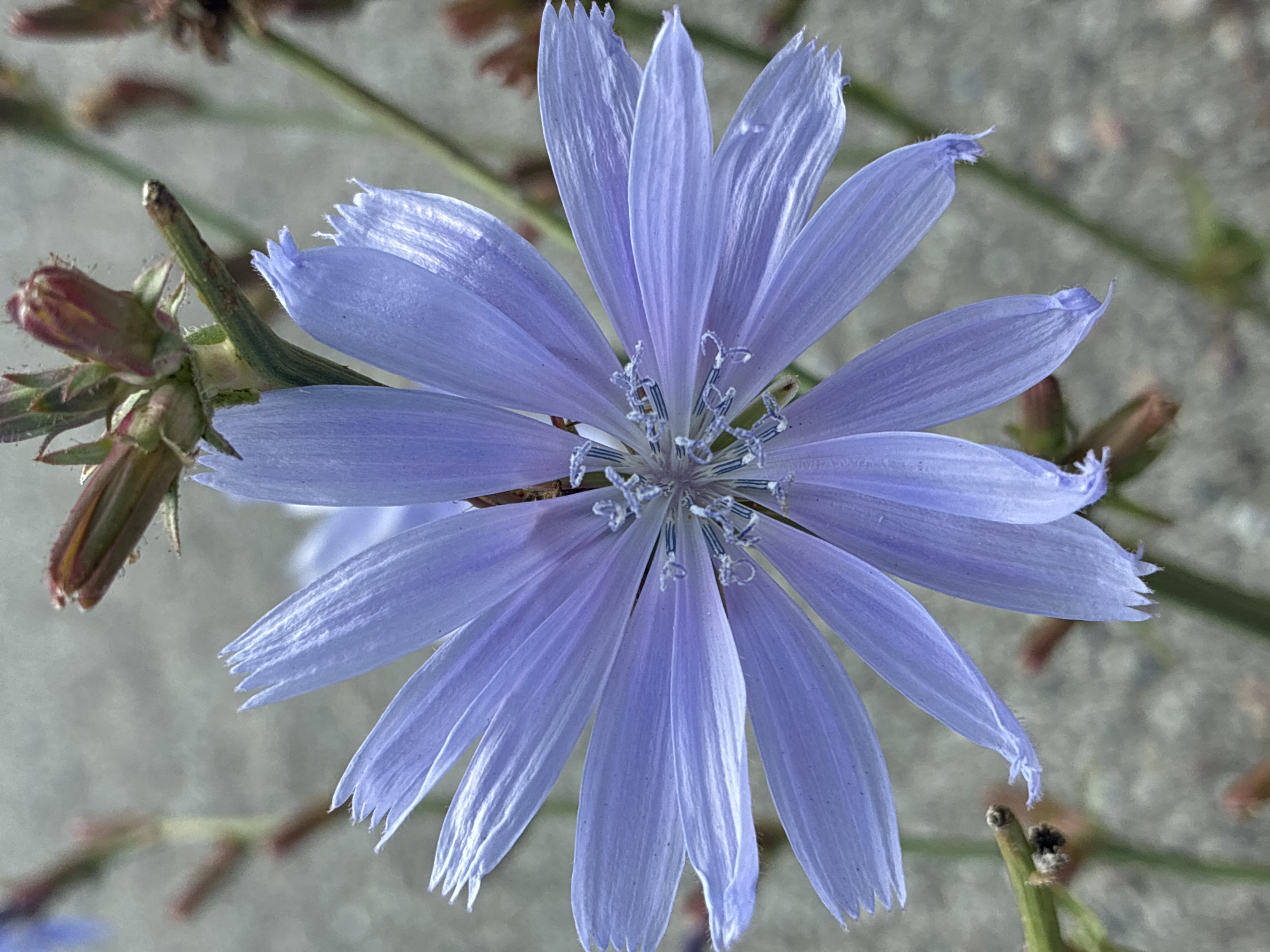 This is a close-up, eye-level, outdoor photograph of a single, fully bloomed blue chicory flower. The flower is centrally framed and takes up most of the image, with its delicate, pale blue petals radiating outwards from a central cluster of stamens. The petals are elongated and have finely toothed edges. The stamens in the center are a lighter blue-white and have small, curly appendages. The background is a soft, out-of-focus gray, possibly pavement or a wall, with a few blurred green stems and brown, unopened buds of the same plant visible in the upper and lower portions of the frame. There are no people or animals present. The image was taken in Uuemõisa, Estonia.