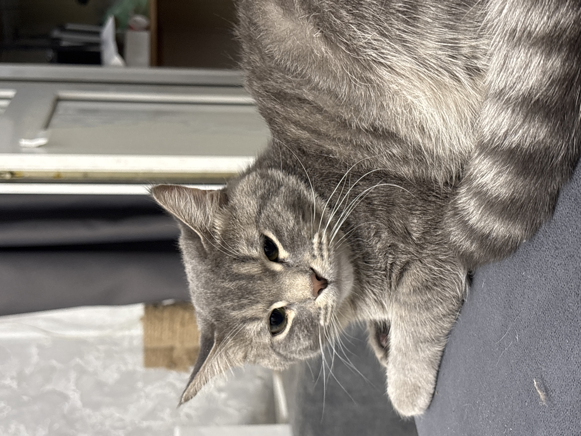The image shows a close-up of a gray tabby cat lying on a surface that appears to be gray upholstery. The cat is positioned in the foreground, facing the viewer with its head tilted slightly. Its fur exhibits a mix of gray tones and stripes. The cat's eyes are partially closed. White whiskers are prominent around its nose and mouth. In the background, there is a glimpse of a window frame and indistinct objects. The location is not specified.