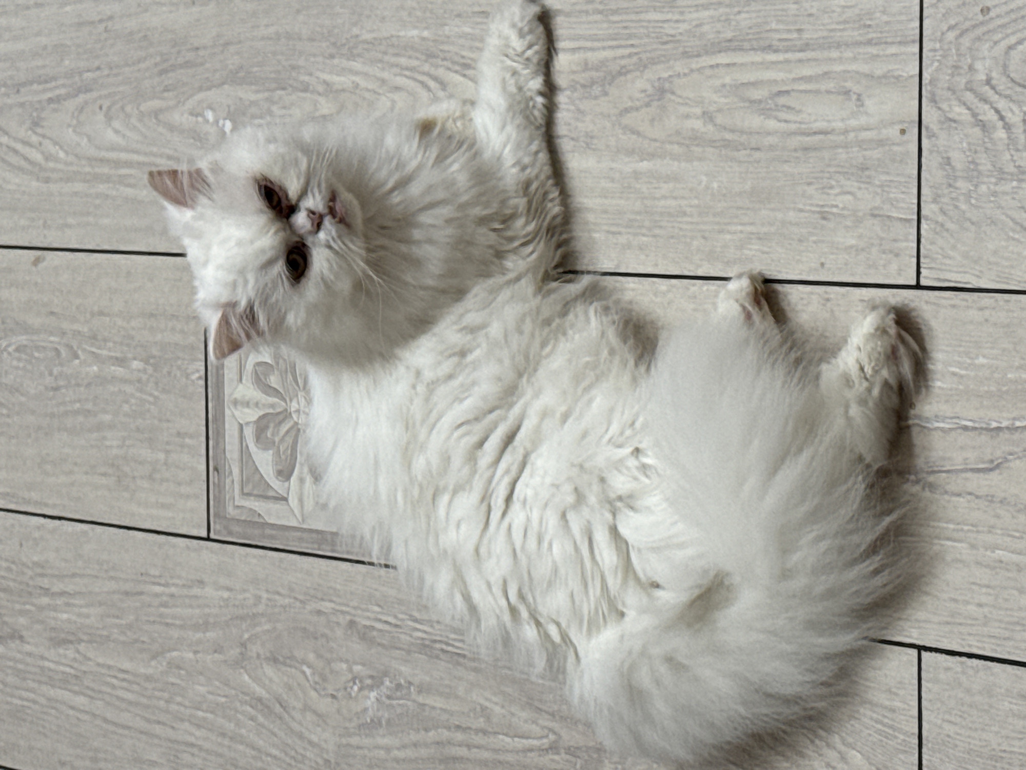 A fluffy white Persian cat with amber eyes is lying on a light-colored wooden floor. The cat's fur is long and appears somewhat disheveled. The cat is looking directly at the camera with a slightly grumpy expression, its mouth slightly open, revealing a bit of its teeth. The background consists of laminate flooring with a wood grain pattern and visible seams between the planks. There is a decorative inlay pattern visible on the floor near the cat's head, suggesting a deliberate design element in the flooring. The lighting appears to be ambient indoor lighting, casting soft shadows. No specific location within Burgas, Bulgaria, can be determined from the image.