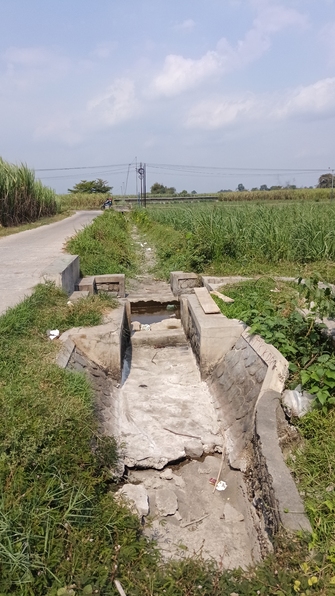 The image depicts a concrete drainage system in a rural area, likely near Cendono, Indonesia. The drainage channel is partially filled with murky water and debris, including paper and sticks. The channel is lined with concrete walls, some of which appear to be damaged and cracked. Surrounding the channel is overgrown grass and vegetation. To the left of the drainage system, a paved road runs alongside a field of tall, green sugarcane stalks. In the distance, there are power lines and poles, as well as more fields and trees. The sky is partly cloudy with a bright, sunny atmosphere. A person is visible riding a motorcycle on the road in the background.
