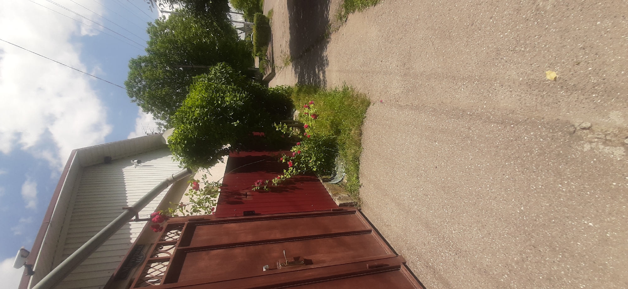 The image depicts a section of a paved pathway running alongside a red-painted fence and a building. Two security cameras are visible mounted on the exterior wall of the building, which has a white, vertically-paneled siding. Red roses are blooming on a vine climbing the fence and a nearby bush. A large tree with lush green foliage stands to the right of the fence, and another tree is visible further down the pathway. The sky is blue with scattered white clouds. The pathway appears to be in a residential area.