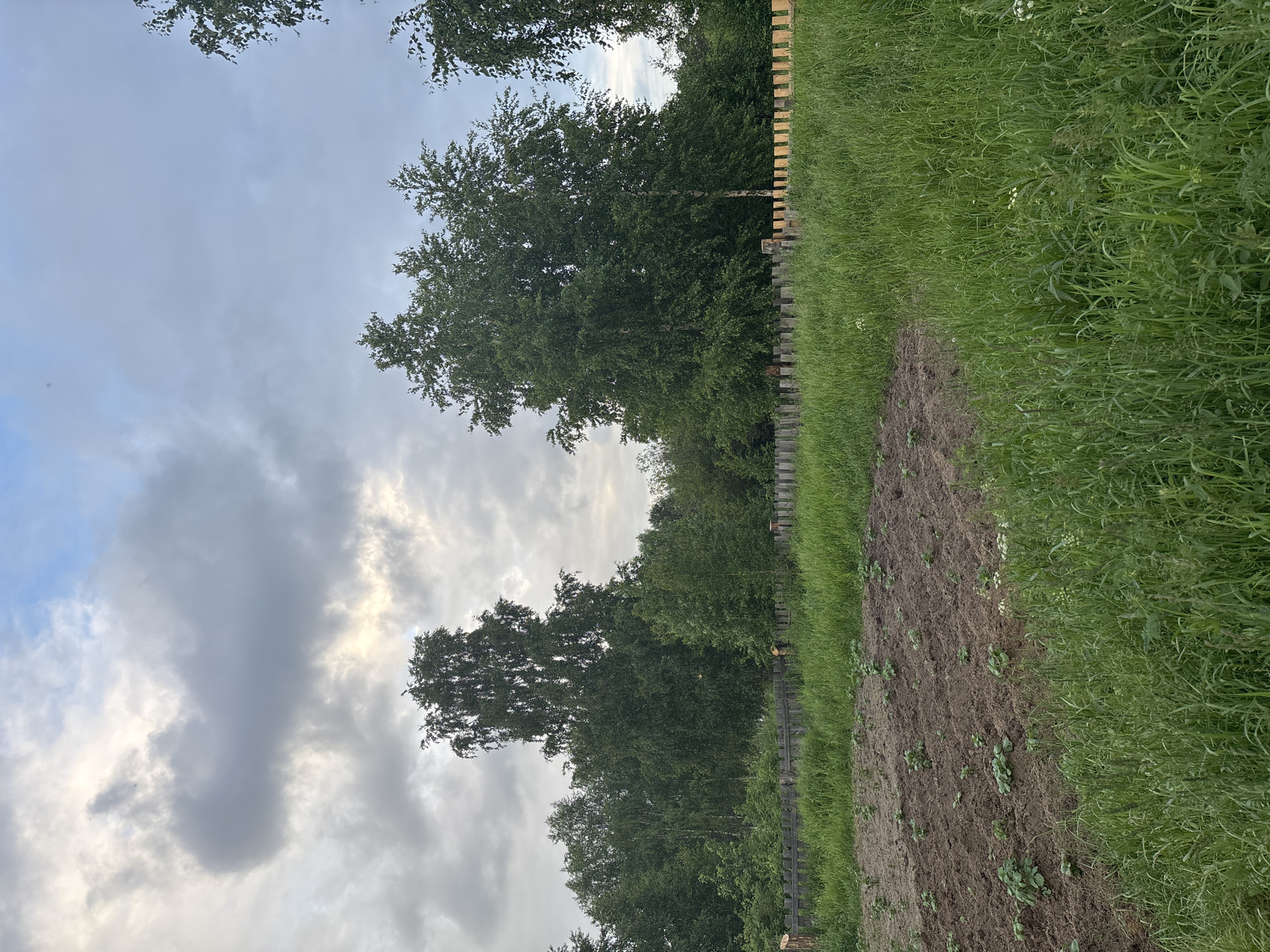This is a medium-shot, full-color photograph of an overgrown garden plot with a fence and trees in the background, under a cloudy sky. The foreground shows a patch of tilled earth with small green plants, possibly potatoes. Tall, wild green grass fills the bottom right and extends behind the garden. A weathered wooden fence, partially obscured by grass, runs horizontally across the middle of the frame. Behind the fence, dense green trees, including birch trees, form a treeline. The sky is overcast with large, gray clouds, with some lighter areas suggesting diffused sunlight. The scene appears to be a rural or suburban backyard, likely in the city of Kurgan, Russia, given the prevalent vegetation and architectural style of the fence. There are no people or animals visible in the image.