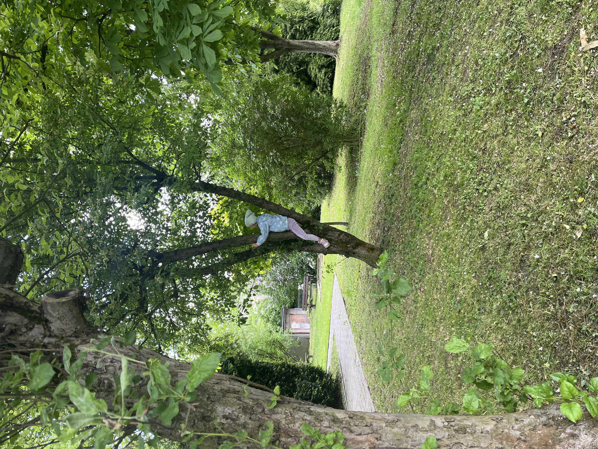 A child is in a tree, with their torso draped across a large branch. The child is wearing a light blue jacket and pink pants. The tree has many green leaves. A paved path leads to a small building in the background. The location is a park with grass and other trees. The city and location are not determinable from the image.