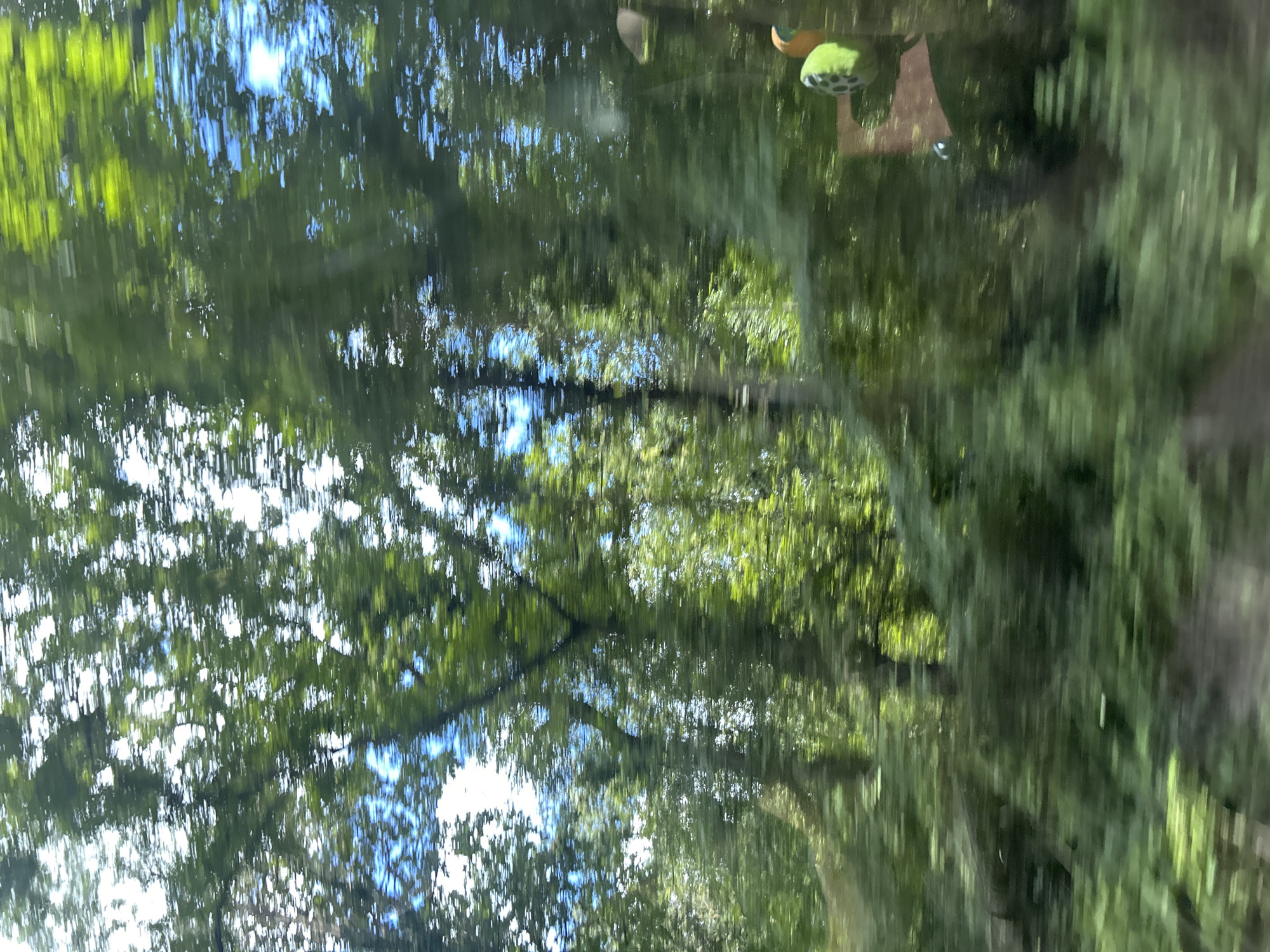 The image depicts a blurred view of trees and sky, suggesting movement, likely from a vehicle. The foliage is lush and green, with patches of blue sky visible through the leaves. In the lower right corner, there are reflections or objects on a surface, one appearing as a green and yellow fuzzy object and another as a brown rectangular shape. The overall impression is a fleeting glimpse of a natural setting. The provided information states the location is the city of Zvezditsa, Bulgaria.