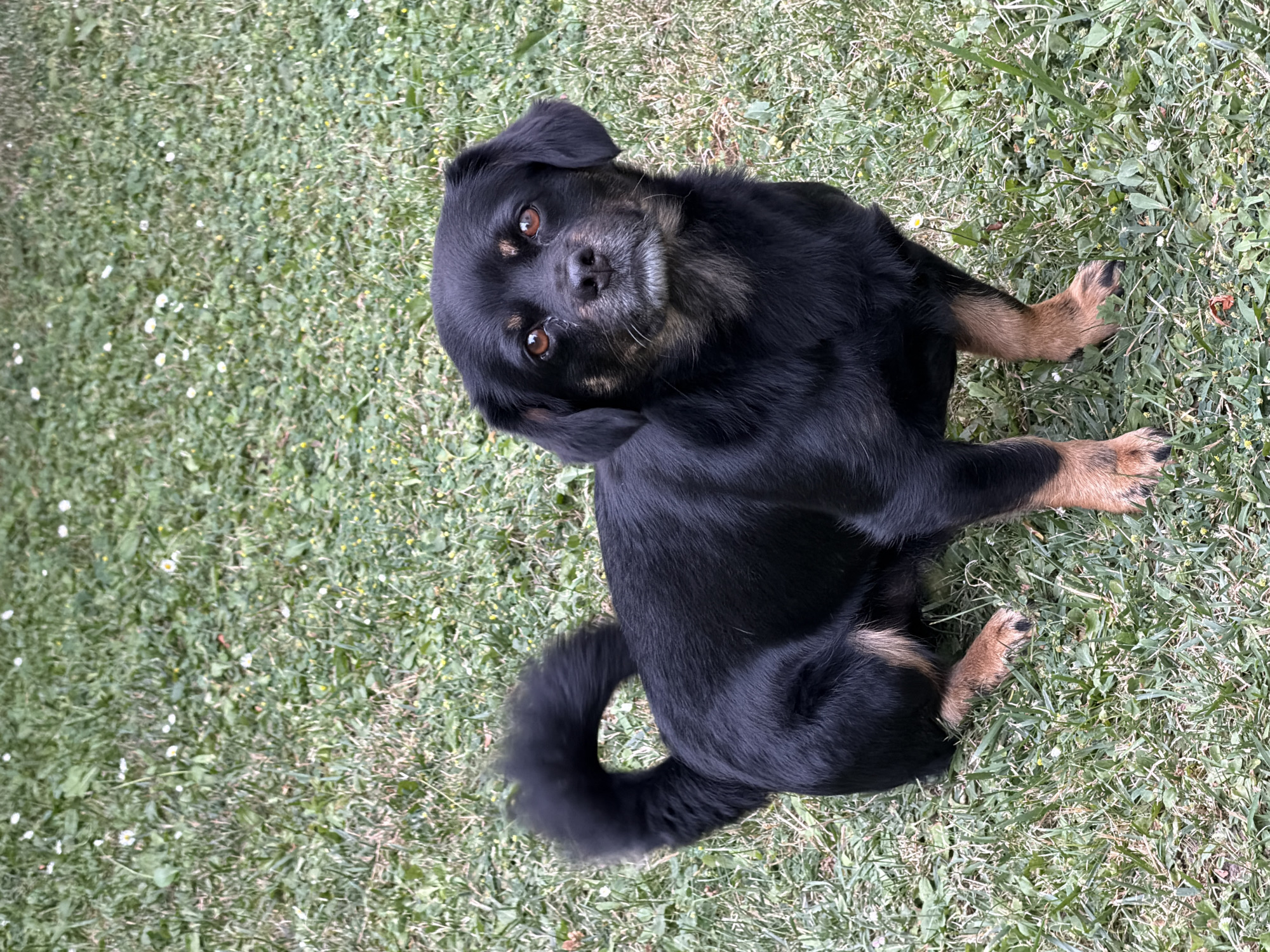 A medium-sized, black and tan dog with floppy ears and brown eyes sits on a patch of green grass dotted with small white and yellow wildflowers. The dog's tail is curled over its back. The dog is facing the camera and appears to be looking directly at it. The background is out of focus, but appears to be a grassy area with some trees or bushes visible. The lighting suggests it is daytime. The location is Kozova, Ukraine.