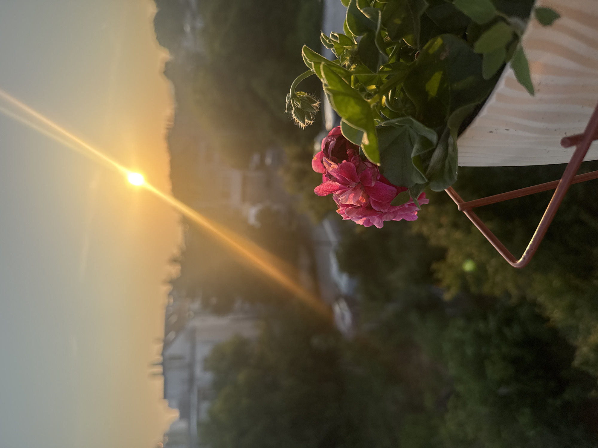 The image captures a sunset over an urban landscape in Varna, Bulgaria, from an elevated vantage point. In the foreground, on the right side, a light-colored, vertically-grooved planter holds vibrant pink flowers and green foliage, supported by a reddish-brown metal railing partially visible on the bottom left and center. A small cluster of fuzzy green flower buds is discernible above the primary pink blossoms. The midground features a blurred cityscape with dark green trees and various buildings, including what appear to be residential structures. Faint outlines of a road and a few vehicles are visible through the trees in the central background. The sky transitions from a lighter hue at the top to a dominant orange and yellow towards the horizon. The sun, a bright white-yellow orb, is positioned in the upper right quadrant, emitting a distinct, diagonal golden lens flare that streaks across the frame. No individuals are present in the scene.