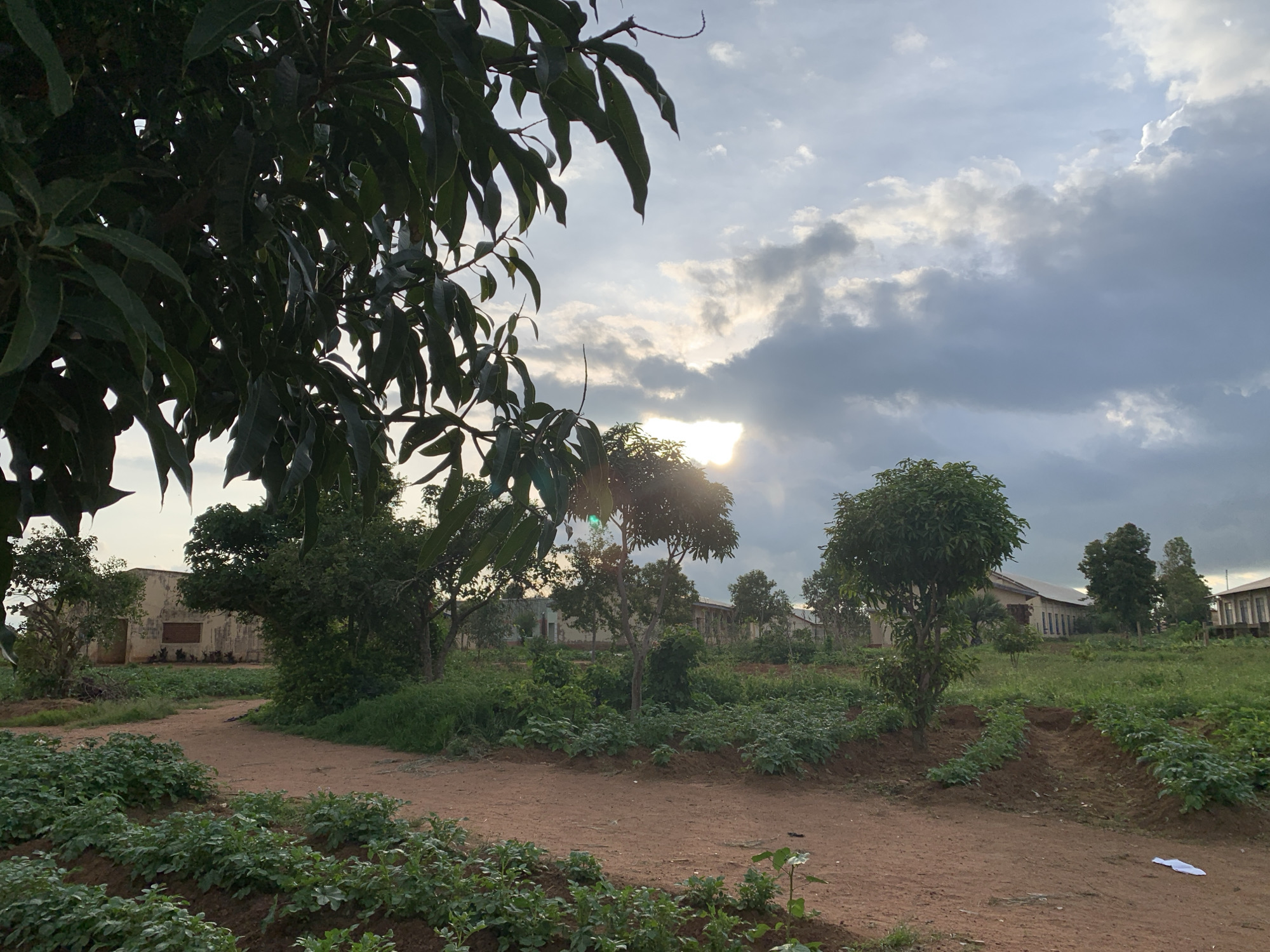 This is a photograph taken at sunset in Kuru Karama, Nigeria. The foreground is dominated by rows of lush green plants, likely crops, planted in fertile soil. A dirt path winds through the scene, leading towards a cluster of buildings in the background. These structures appear to be made of concrete and exhibit signs of wear, with some windows visible. Trees and other vegetation are scattered throughout the landscape, adding to the rural feel. The sky is a dramatic canvas of clouds, with the sun peeking through, casting a warm, golden light. The overall impression is one of serene natural beauty and quiet habitation.