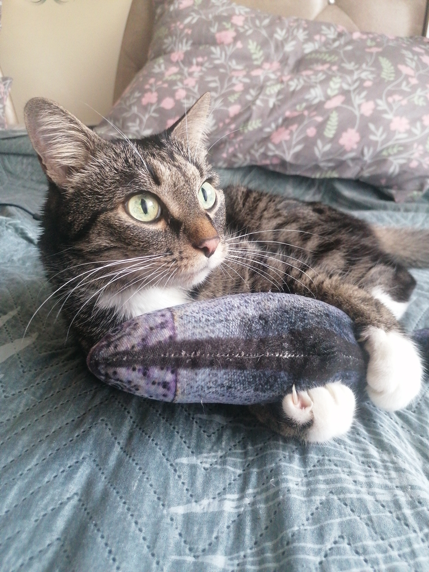 A tabby cat with green eyes is lying on a teal quilted blanket, embracing a dark blue stuffed fish with purple markings. The cat's fur is a mix of grey, black, and brown stripes. Its chest and paws are white. The cat is positioned on its left side, with its head turned to the left, looking slightly upwards. Its right paws are holding the fish. Behind the cat, a bed with a grey floral-patterned pillow is visible. The scene is indoors, likely in a bedroom, with soft lighting. There is no indication of the location being in Angarsk, Russia.