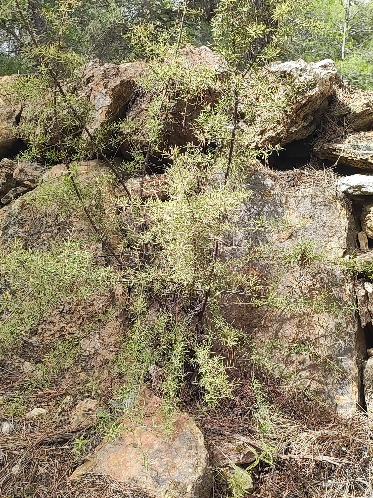 The image displays a section of dry, rocky terrain in Suera, Spain, with a small, green, leafy plant growing in the foreground. The plant's branches are delicate and numerous, with small, needle-like leaves. Behind the plant, large, rough-textured rocks are piled, with some evidence of a stone wall on the right side of the frame. The ground is covered with dry leaves and pine needles, indicative of a dry, possibly Mediterranean climate. Sunlight casts shadows on the rocks, suggesting it is daytime. There are no people or animals visible in the image.