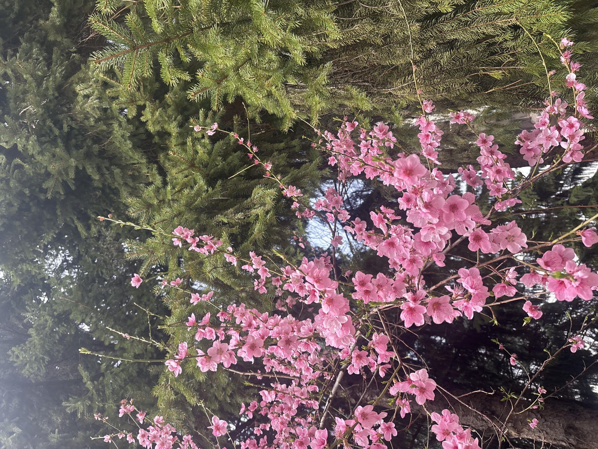 The image shows a low-angle view of pink blossoms on tree branches, set against a backdrop of coniferous evergreen foliage. The image might be taken in Troyan, Bulgaria, based on the request, but this is not directly visible in the image itself. The sky is barely visible through the trees. The flowers appear to be in full bloom.