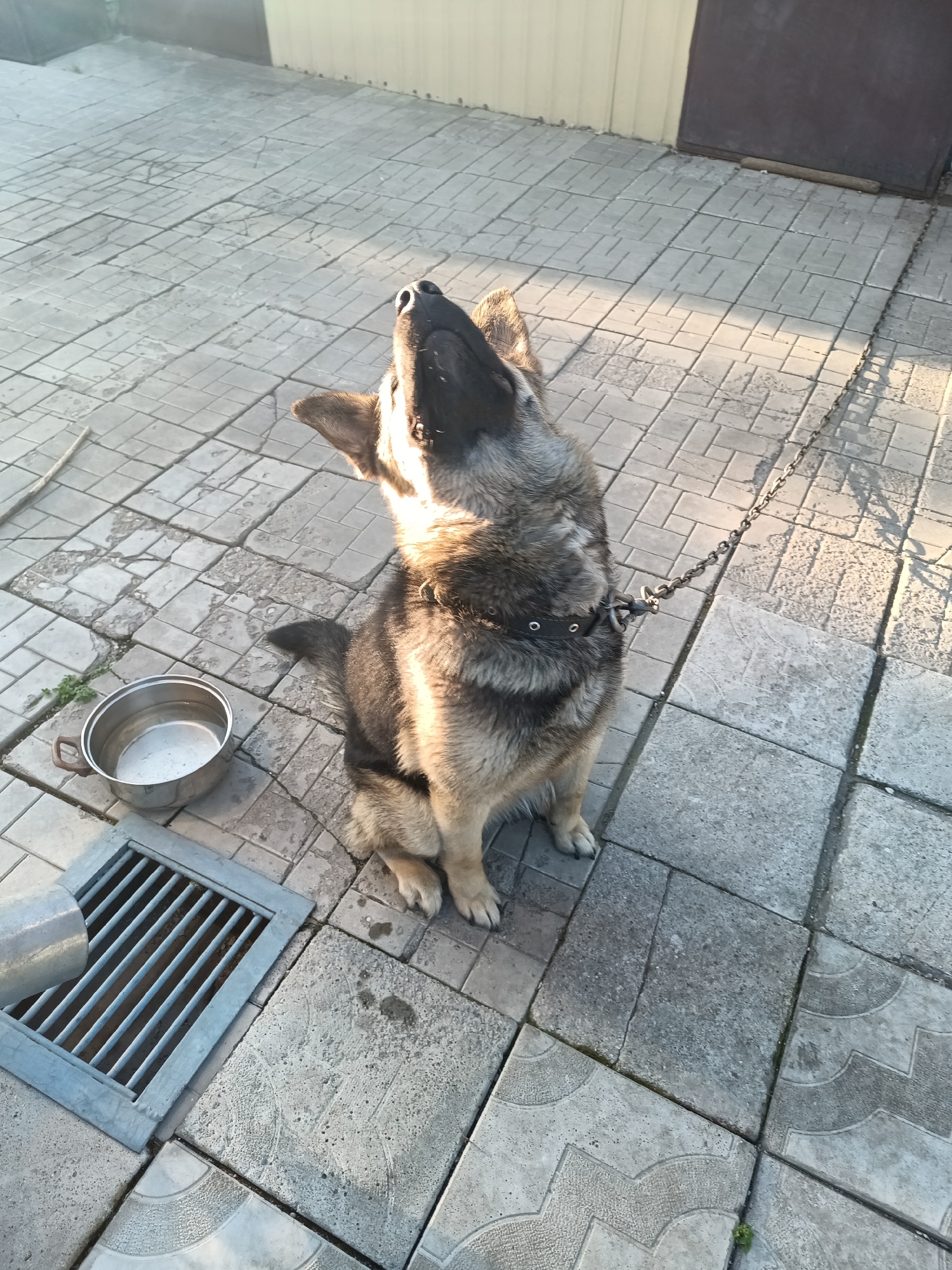 A German Shepherd dog, wearing a black collar and leash, sits on a paved outdoor area, looking upwards. A metal bowl with liquid, a metal grate, and a pipe are visible on the ground. The scene appears to be a residential yard or common area, possibly in Blagoveshchensk, Russia, given the context. The lighting suggests it is daytime, with sunlight casting shadows.