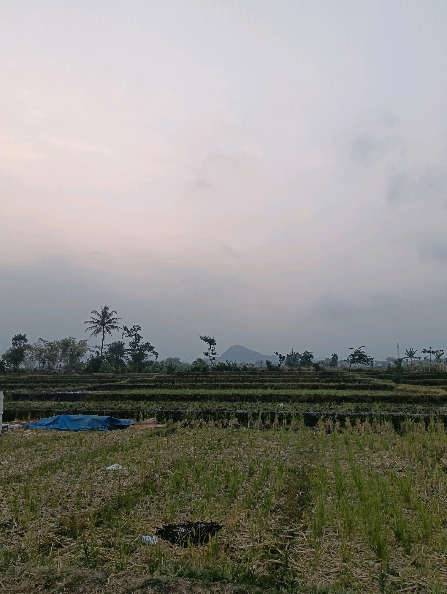 The image depicts a rural landscape, likely Ampeldento, Indonesia, at dawn or dusk. A wide expanse of harvested rice fields occupies the foreground, with stubble and some re-emerging green shoots. In the midground, tiered rice paddies are visible, some appearing recently planted or cultivated, with dark soil and patches of green. A blue tarp covers some items in the middle distance. Beyond the fields, a line of trees, including a prominent coconut palm, forms a natural horizon. In the far distance, a conical mountain peak is silhouetted against a pale, overcast sky. The overall impression is one of agricultural tranquility and natural beauty.