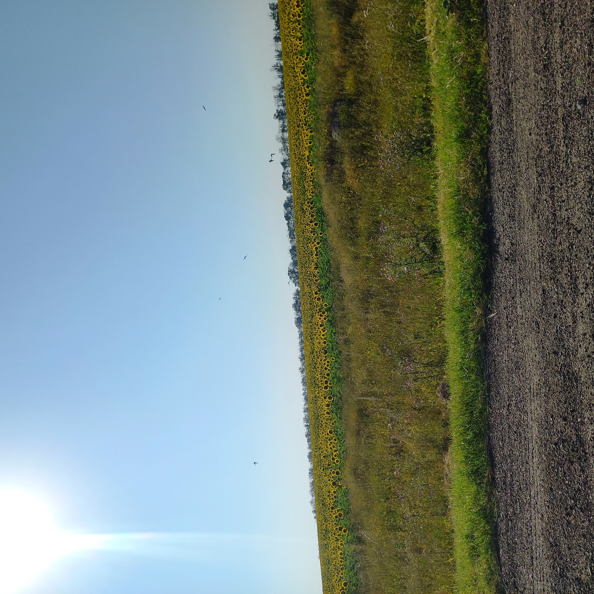 The image captures a sun-drenched rural landscape. In the foreground, a gravel road or path runs horizontally across the bottom of the frame. Immediately behind it, a strip of lush green grass marks the edge of a hill. The hill rises to reveal a vast field of sunflowers, their bright yellow blooms creating a vibrant, undulating carpet stretching towards the horizon. A line of trees forms a darker band along the top of the sunflower field. The sky is a clear, pale blue, with the bright sun positioned in the upper left corner, casting a strong glare. Several dark silhouettes of birds are visible in the sky, appearing to be in flight. The overall scene suggests a natural, open environment, likely a field outside of Kropyvnytskyi, Ukraine, given the prompt's context. There are no people or man-made structures immediately apparent, besides the road in the foreground.