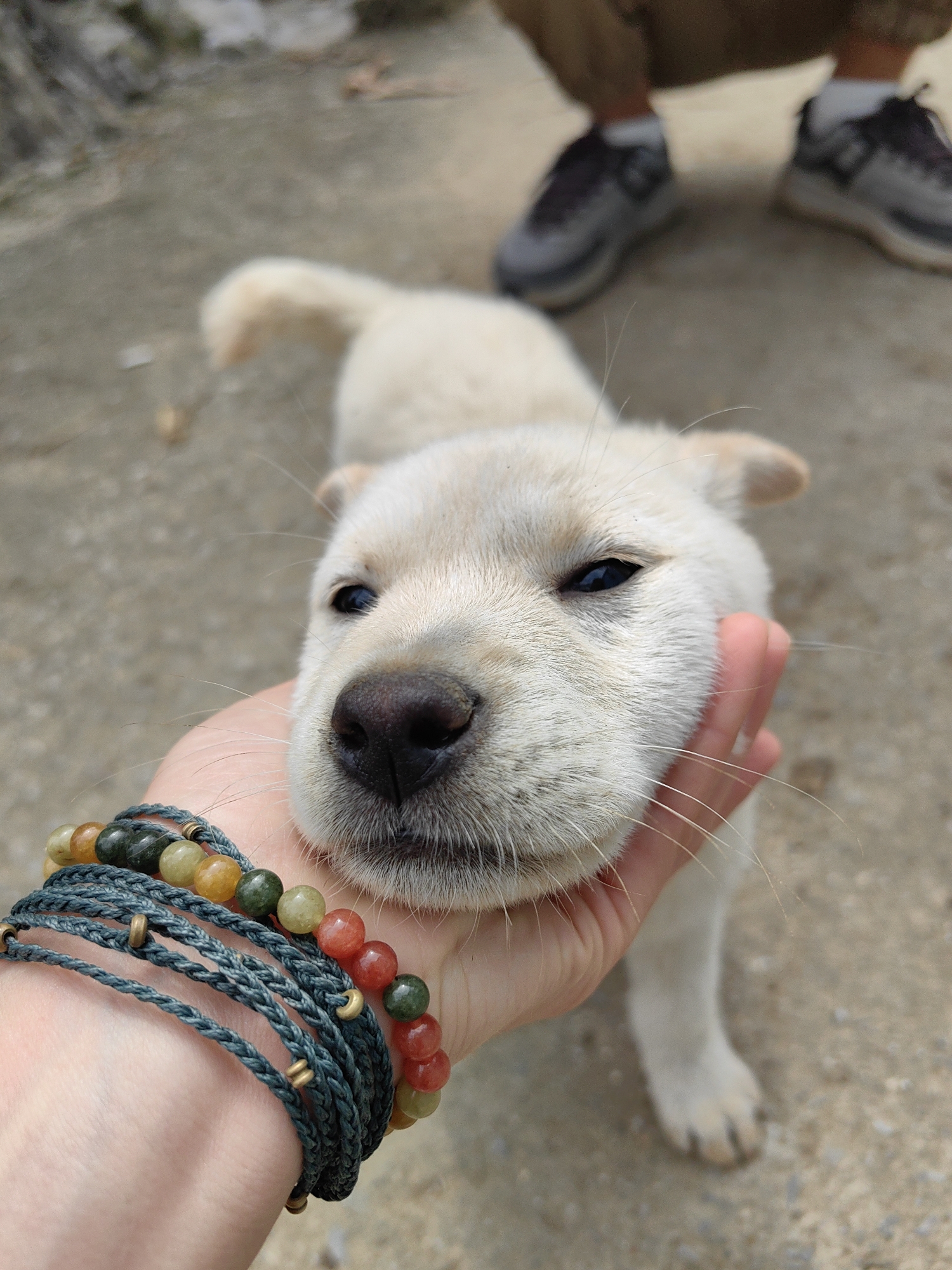 Here's a description of the image:
The image shows a light-colored puppy being held by a hand adorned with a wrap bracelet of blue cords and stone beads of various colors including green, yellow, and red. The puppy is the central focus, with its face close to the camera. In the background, a person wearing gray sneakers is visible. The ground appears to be concrete or a similar paved surface.
Based on the prompt's instruction, the scene is located in Xã Đàm Thủy, Vietnam.