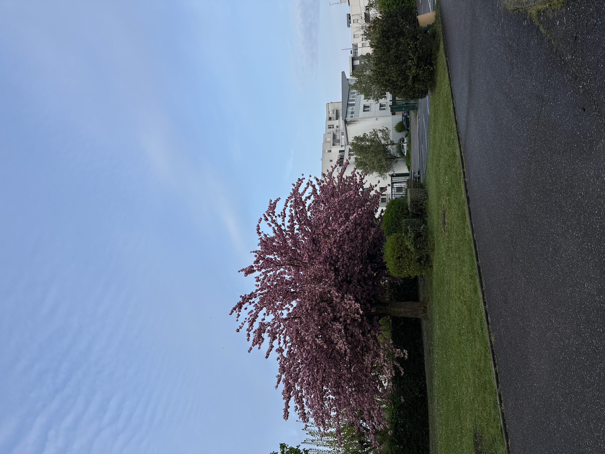The image shows a street scene in Strasbourg, France. A large cherry blossom tree with pink flowers dominates the left side of the frame. Adjacent to the tree is a neatly trimmed green lawn bordering a paved asphalt street on the right. Beyond the tree and lawn, in the background, are white apartment buildings. The sky is pale blue with faint cloud patterns.