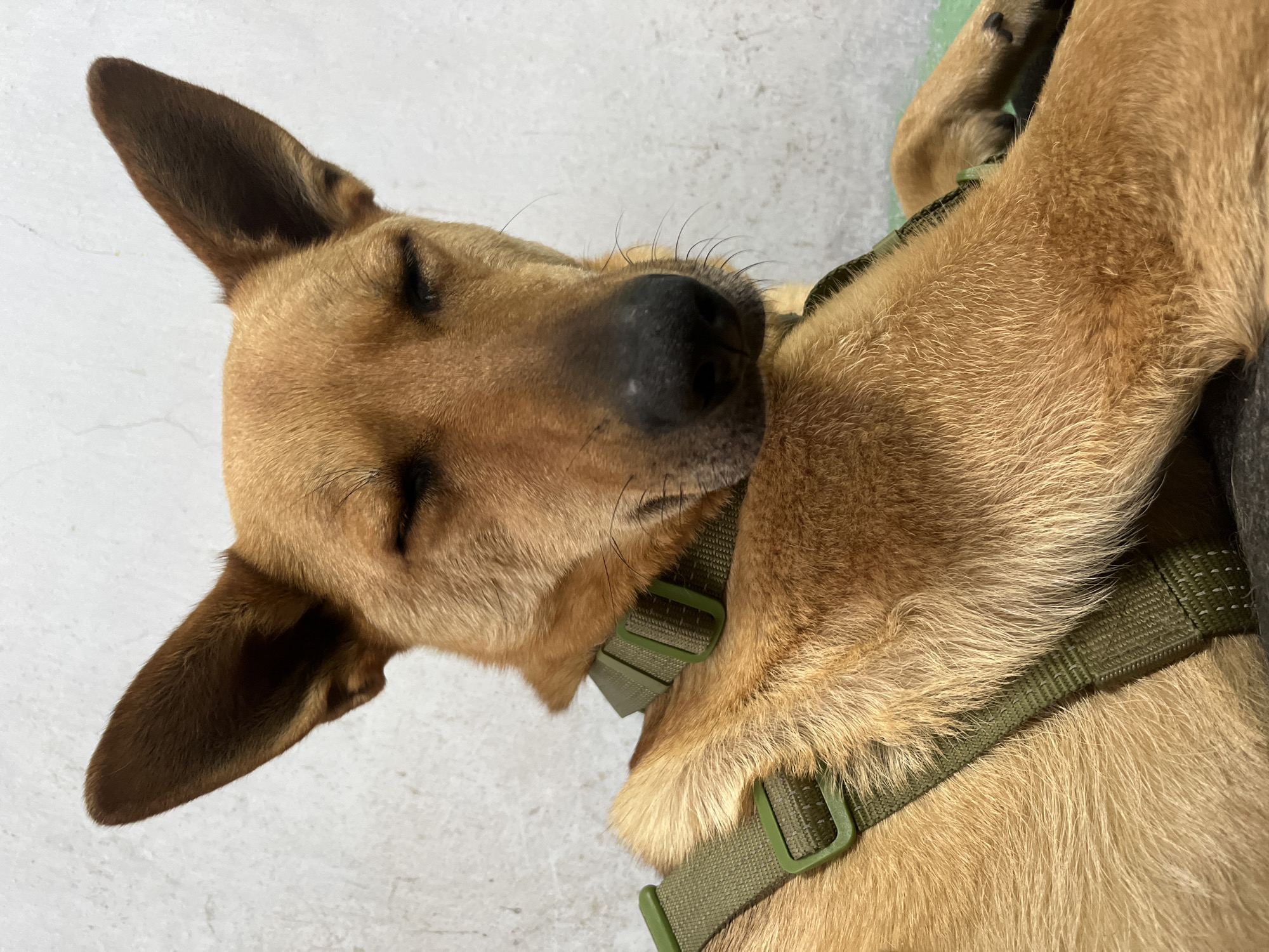 The image shows a close-up of a brown dog with its eyes closed, wearing a green collar and harness. The dog is lying down against a textured, off-white wall. The dog's fur is medium length and appears slightly ruffled. Its ears are pointed upwards. One of the dog's front legs is resting across its chest. The lighting is soft and even. There is no indication of the location being in Nizhny Tagil, Russia.