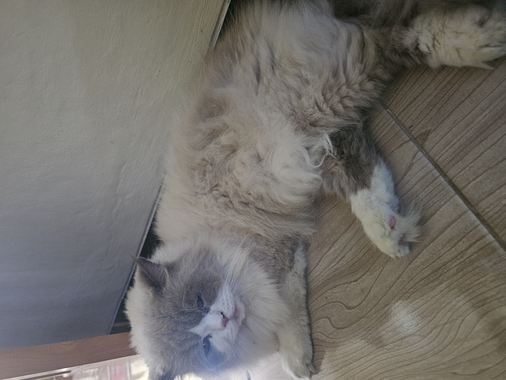 A fluffy, grey and white cat is lying on a wooden floor. The cat is lying on its side, with its head resting on its paws. Its eyes are partially closed, and its ears are perked up. The cat's fur is long and soft, and it has a white chest and paws. The wooden floor is light brown and has a wood grain pattern. The background is a light grey wall. The scene is well-lit, and the cat appears to be relaxed. It is difficult to determine the exact location within Sidorejo, Indonesia, but the domestic setting suggests a home or a similar indoor environment.