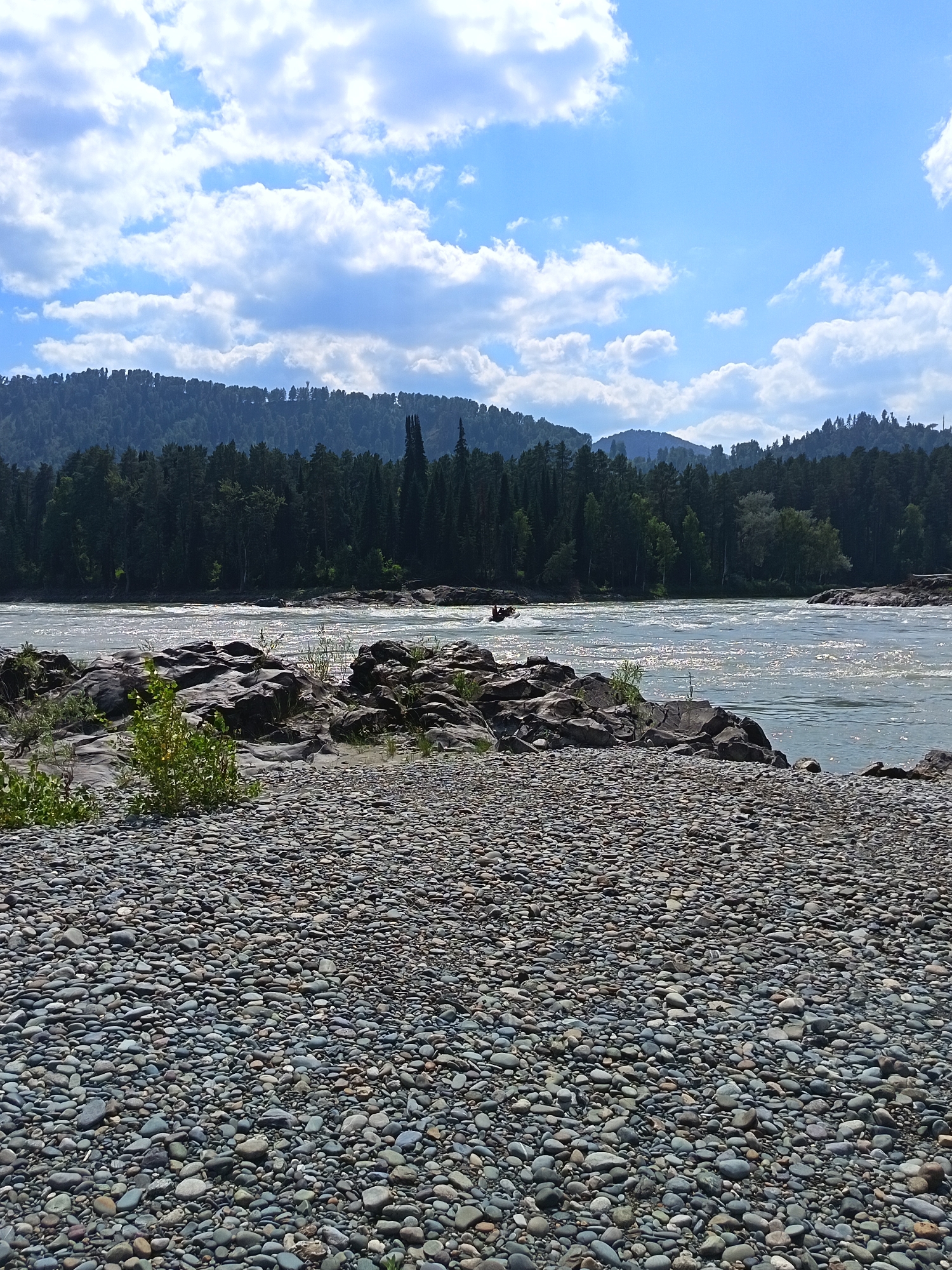A wide, fast-flowing river dominates the scene, its surface reflecting the sunlight. In the foreground, a rocky shore composed of many small, smooth, grey, and brown stones stretches across the lower part of the image. Beyond the river, a dense, dark green coniferous forest covers a sloping hillside, with the tops of trees forming a jagged line against the sky. The sky above is a bright blue, dotted with fluffy white clouds. A few larger grey rocks are scattered on the shore, some with small green plants growing between them. In the middle distance, a small, dark object, possibly a boat with people, is visible on the river. The overall impression is a natural, rugged landscape.