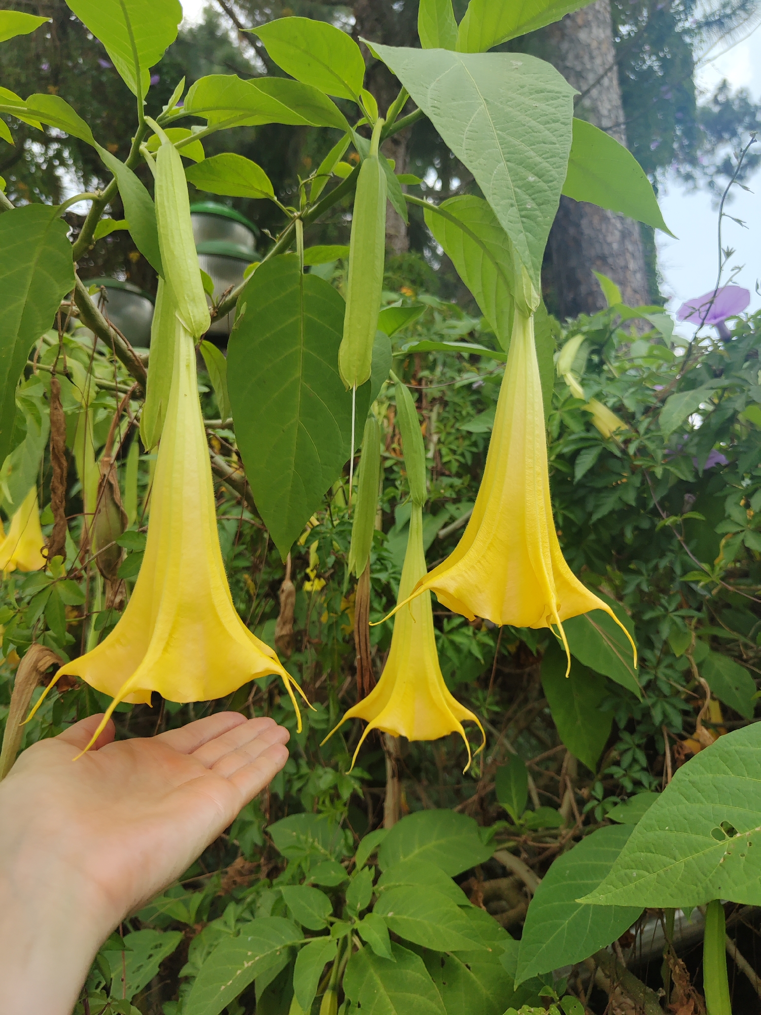 The image captures a close-up view of three bright yellow angel's trumpet flowers (Brugmansia) in a lush, green garden. The flowers hang downwards with elongated, trumpet-shaped petals ending in fine tendrils. Several unopened green, tubular buds are also visible among the foliage.
A fair-skinned human hand is partially visible in the lower left of the frame, presented as if to compare its size with the flowers. The background consists of a dense array of green leaves from various plants and trees, creating a wild, natural ambiance. A tree trunk, as well as parts of a structure are also visible in the background. The scene is brightly lit, enhancing the vividness of the flowers and foliage.
The location of Da Lat, Vietnam, is not discernible from the provided visual information alone.