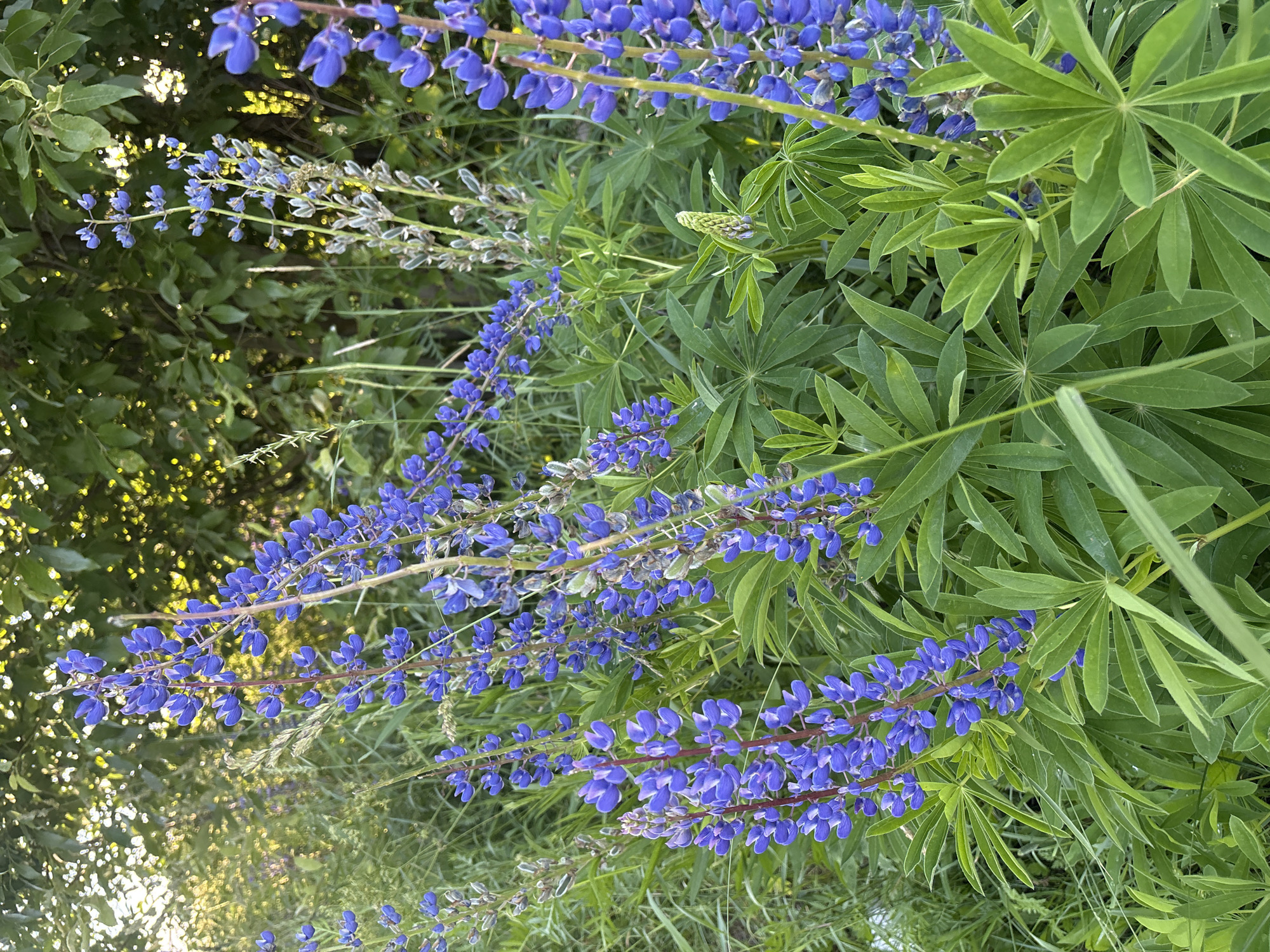 The image displays a close-up view of a cluster of blue lupine flowers with lush green foliage in the background. The flowers are arranged in tall, slender spikes with individual blossoms that are a vibrant shade of blue. The leaves are palmately compound, with multiple leaflets radiating from a central point.
The scene appears to be outdoors, likely in a natural setting such as a garden, meadow, or roadside, given the presence of other wild grasses and plants interspersed with the lupines. The lighting suggests it is daytime, possibly late afternoon or early evening, as the sunlight filters through the leaves, creating a dappled effect and casting a warm glow on some areas of the foliage. There are no visible signs of human activity or any text within the image. The overall impression is one of natural beauty and tranquility. The location context provided is Островское, Russia, which suggests a rural or suburban setting within that region.